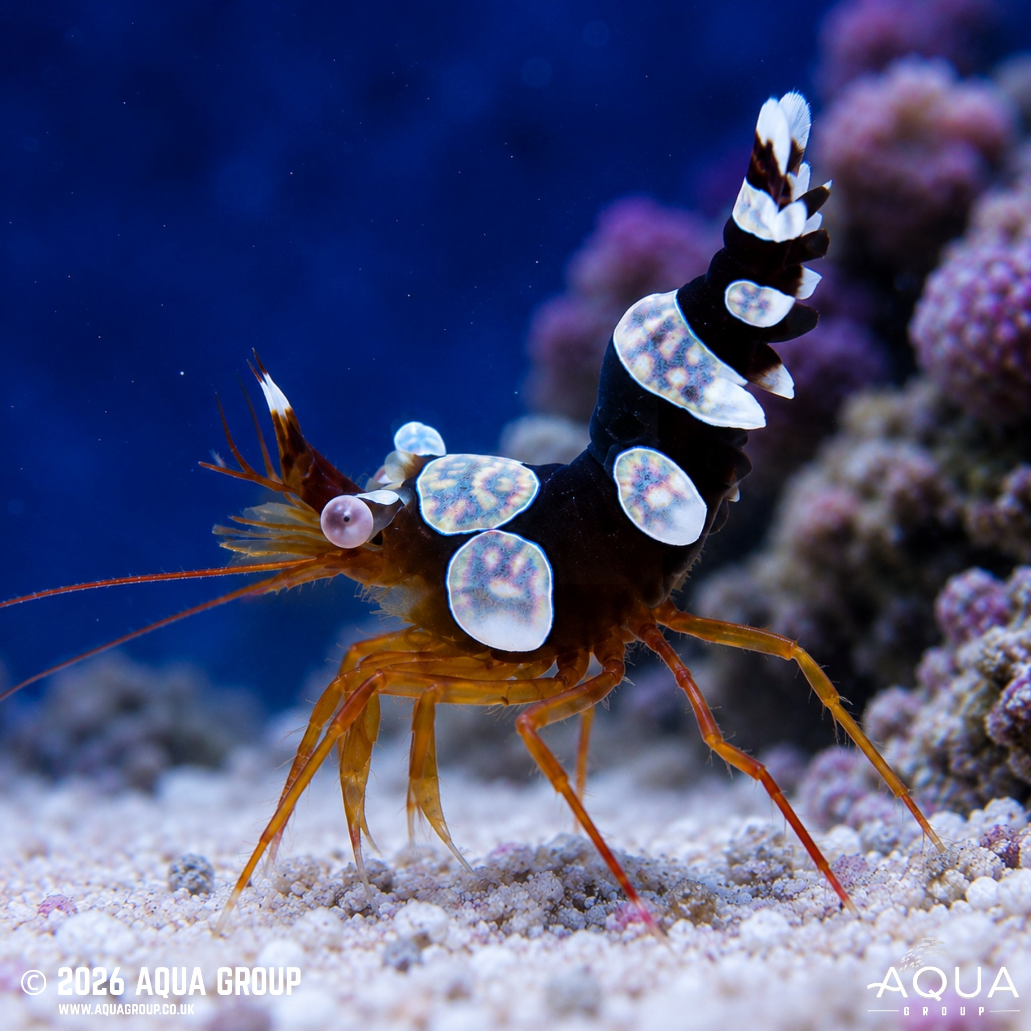 Sexy Shrimp - Thor amboinensis - Aqua Group