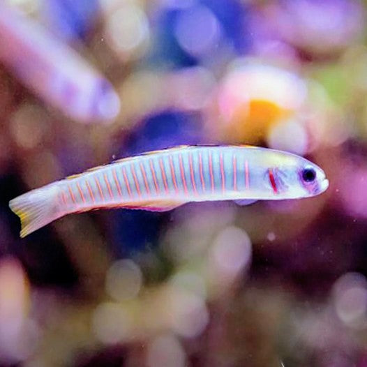 Shotsilk Goby