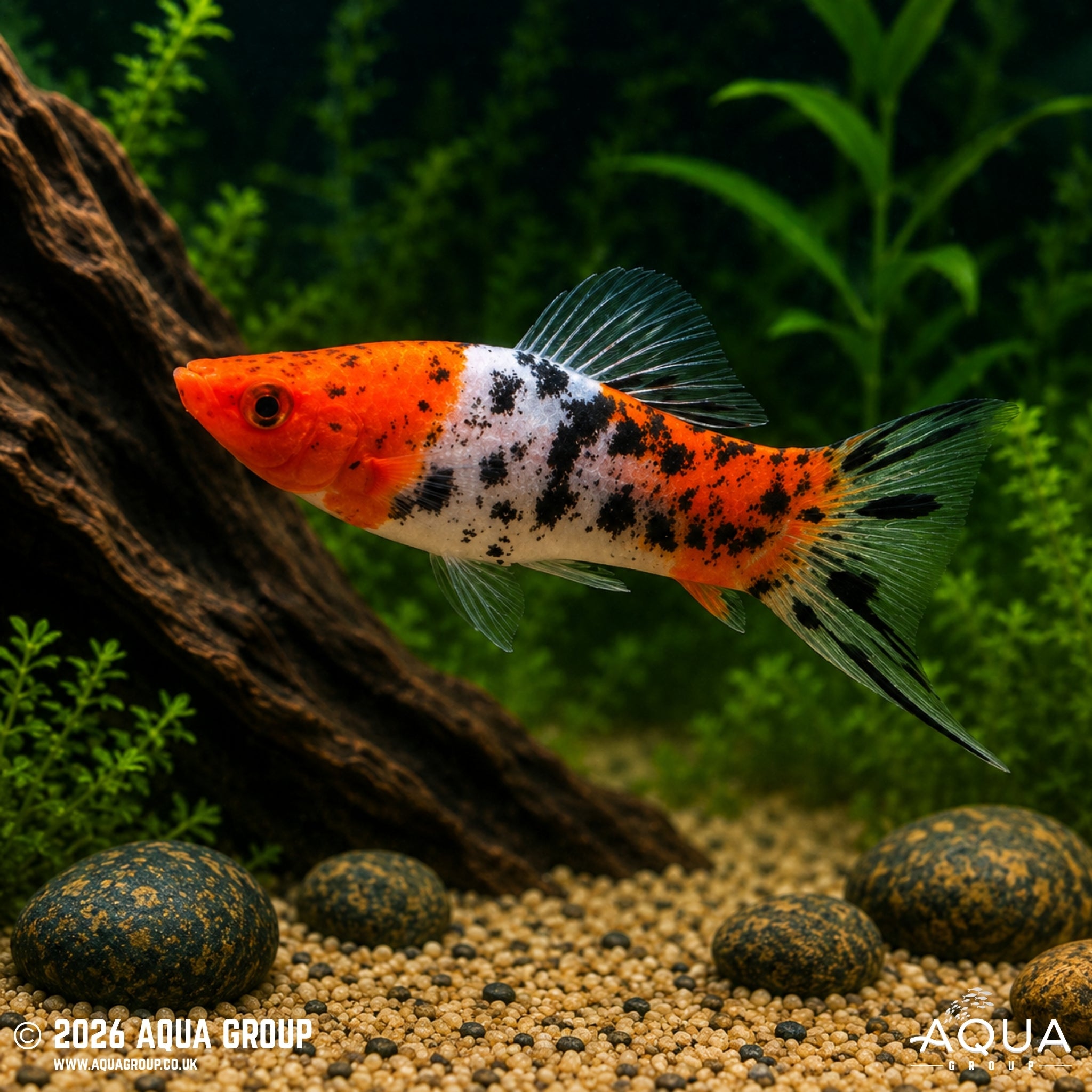 Showa Swordtail - Xiphophorus hellerii