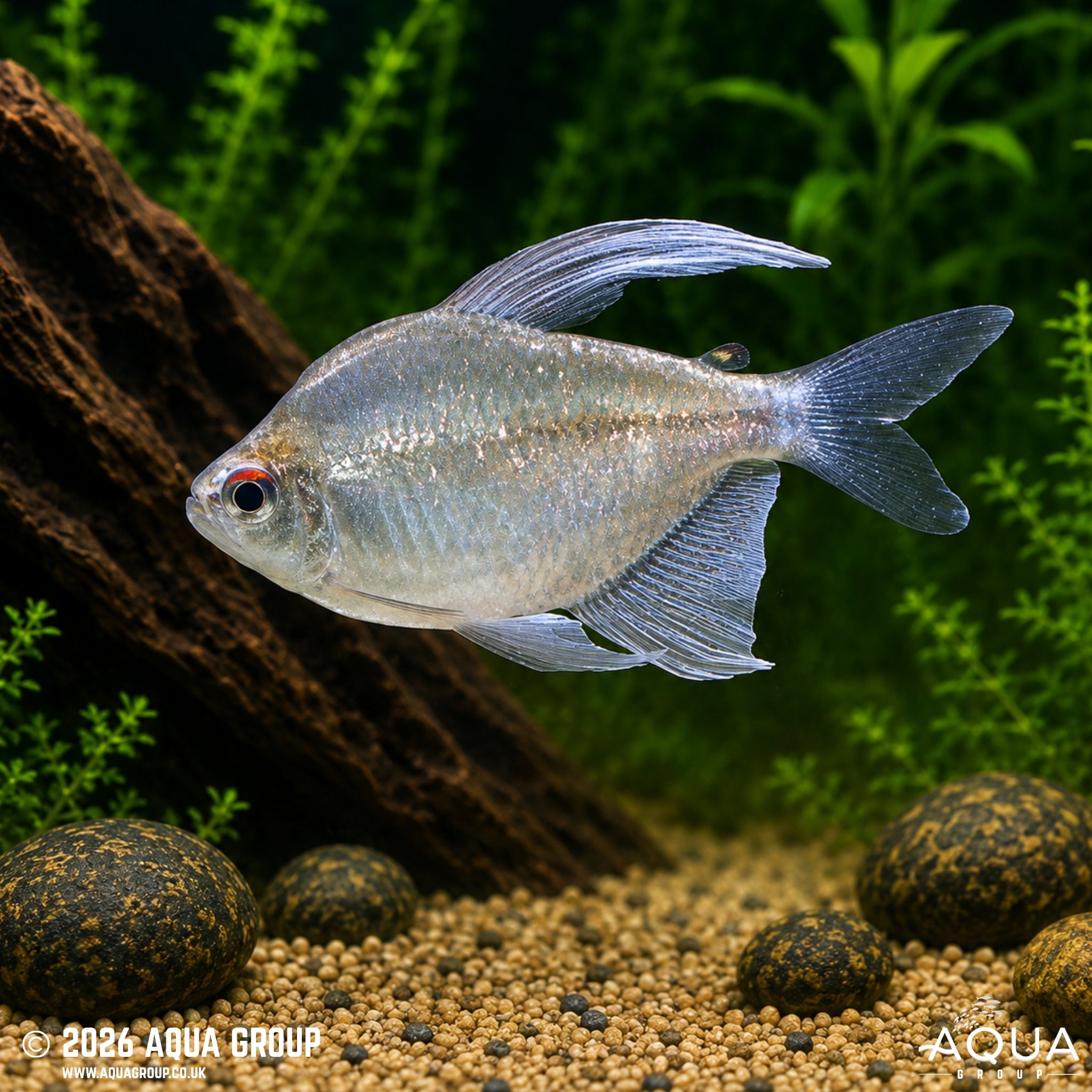 Diamond Tetra - Moenkhausia pittieri