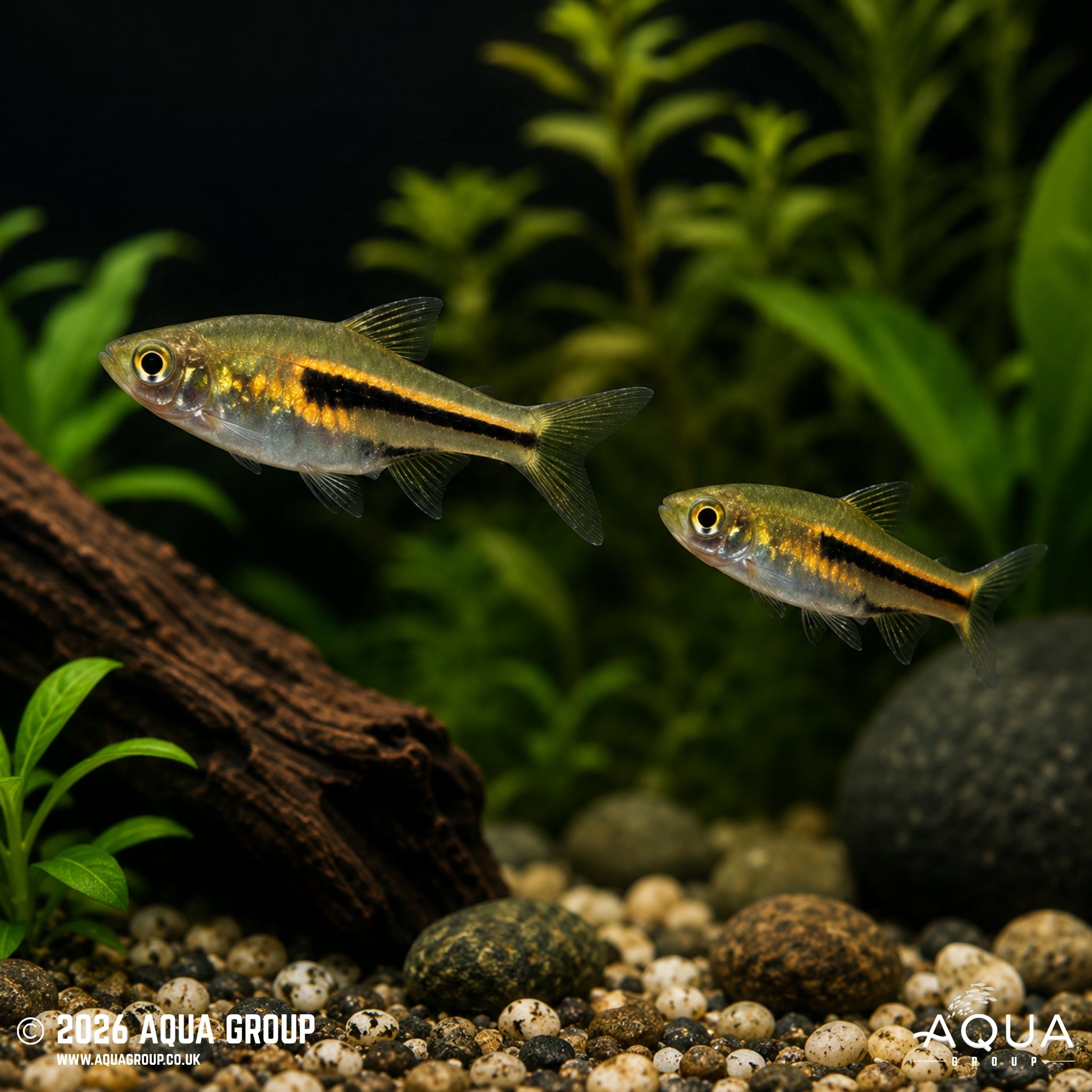 Siamese Dwarf Rasbora - Trigonostigma somphongsi