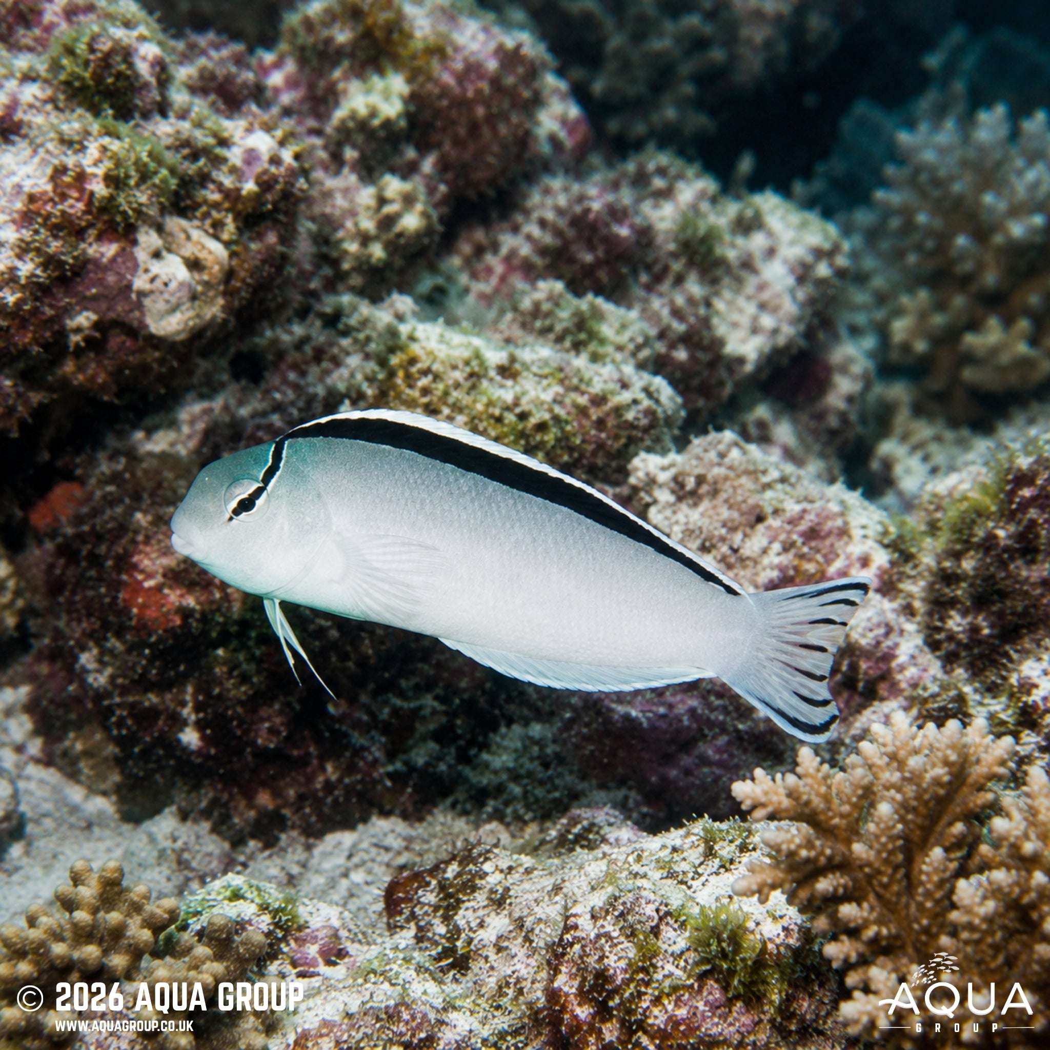 Siamese Thang Blenny - Meiacanthus smithi