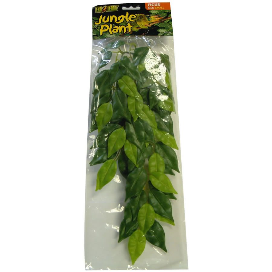 Silk Plant Ficus - Small