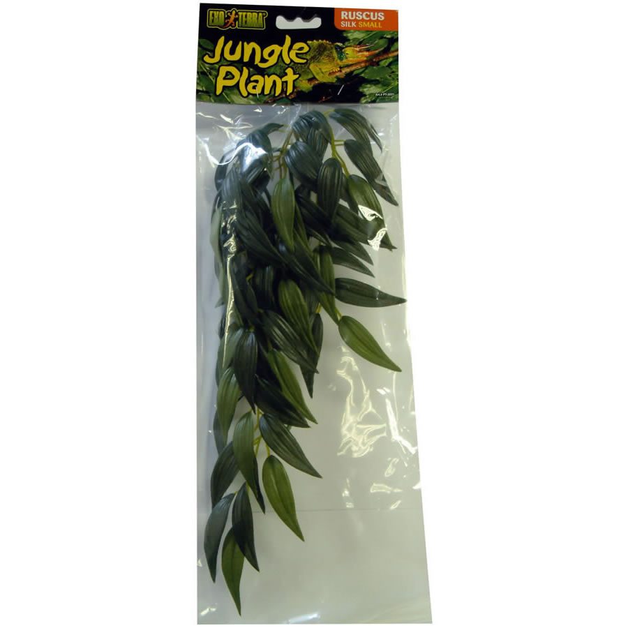 Silk Plant Ruscus - Small