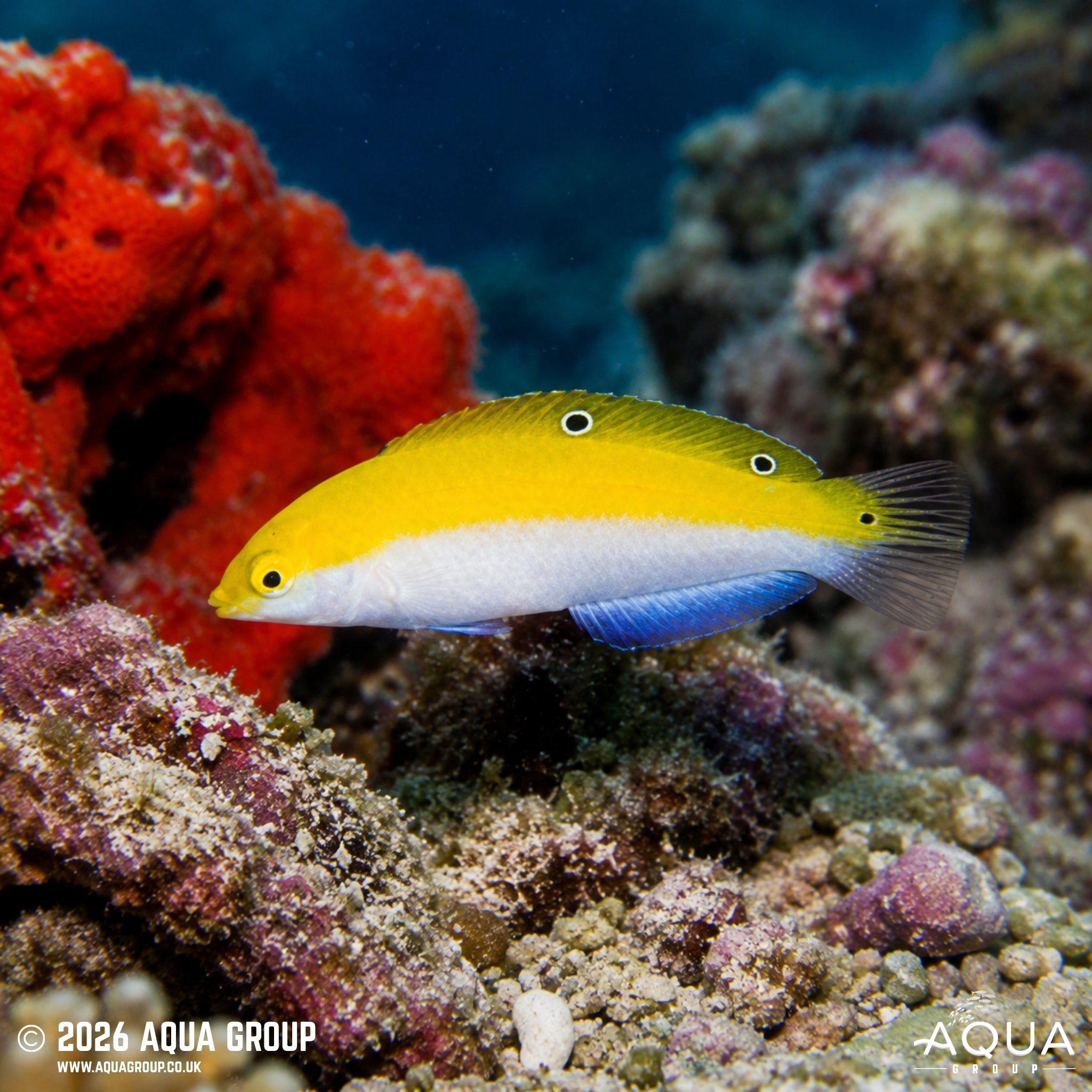 Silver Belly Wrasse - Halichoeres leucoxanthus