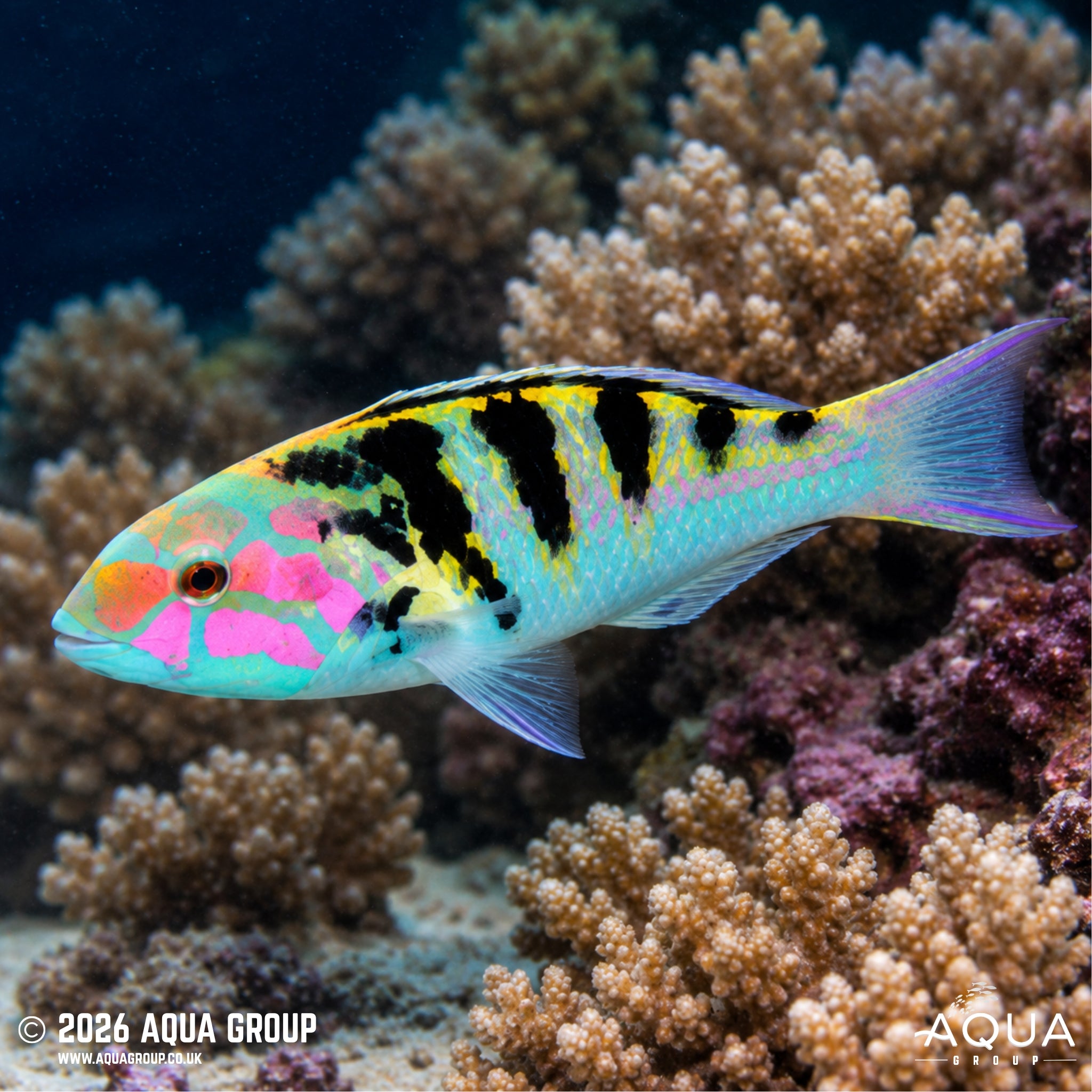 Sixbar Wrasse - Thalassoma hardwicke