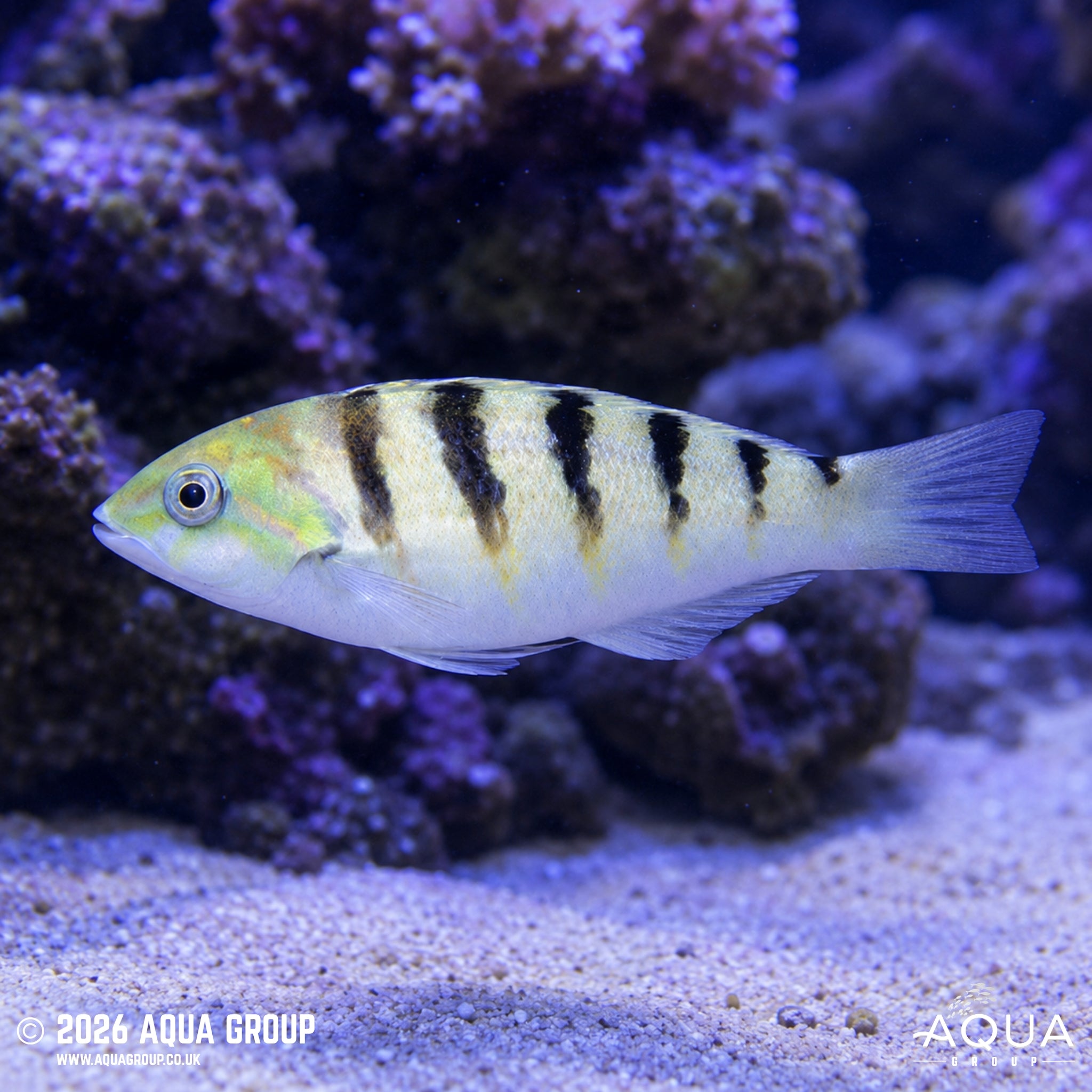 Sixbar Wrasse - Thalassoma hardwicke