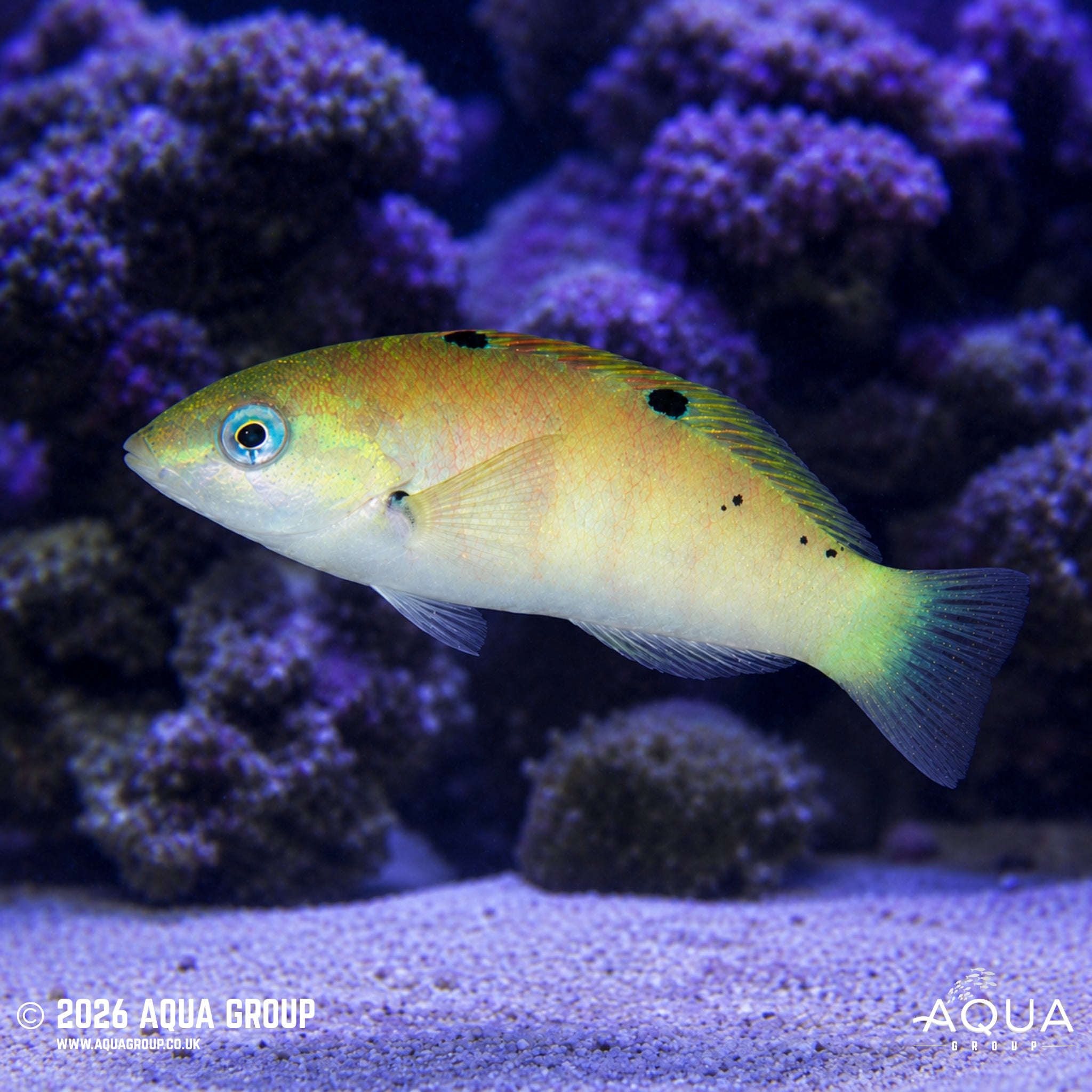 Sixbar Wrasse - Thalassoma hardwicke