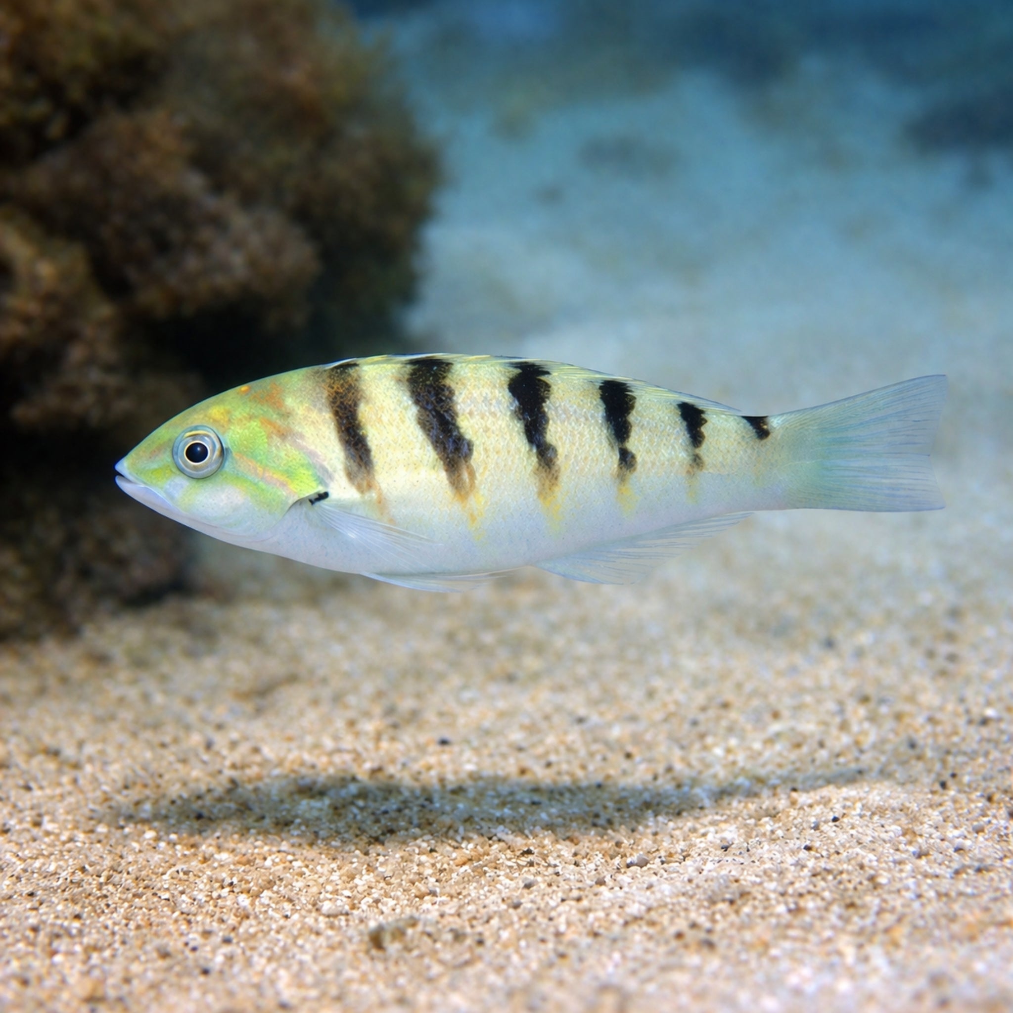 Sixbar Wrasse - Thalassoma hardwicke