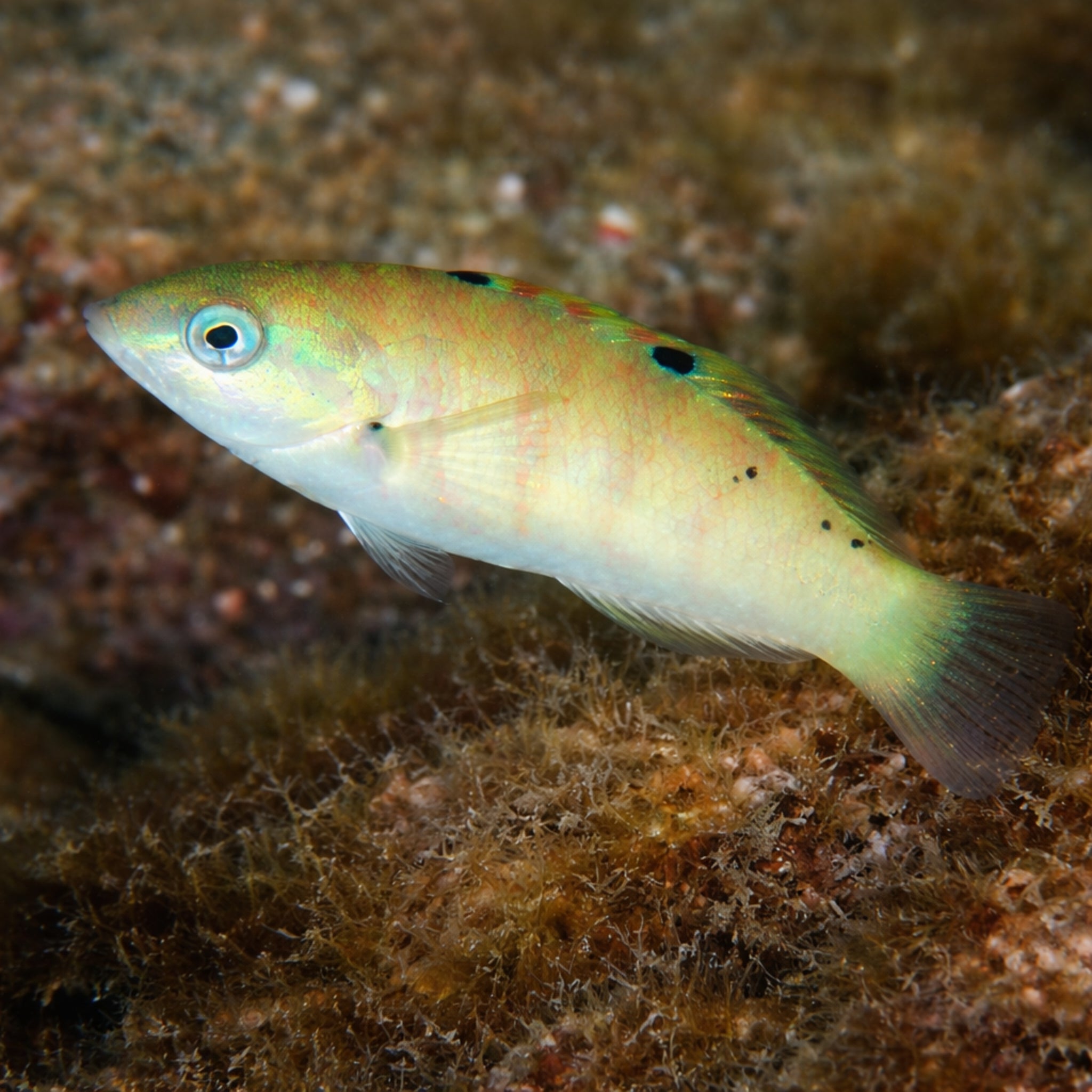 Sixbar Wrasse - Thalassoma hardwicke - Aqua Group