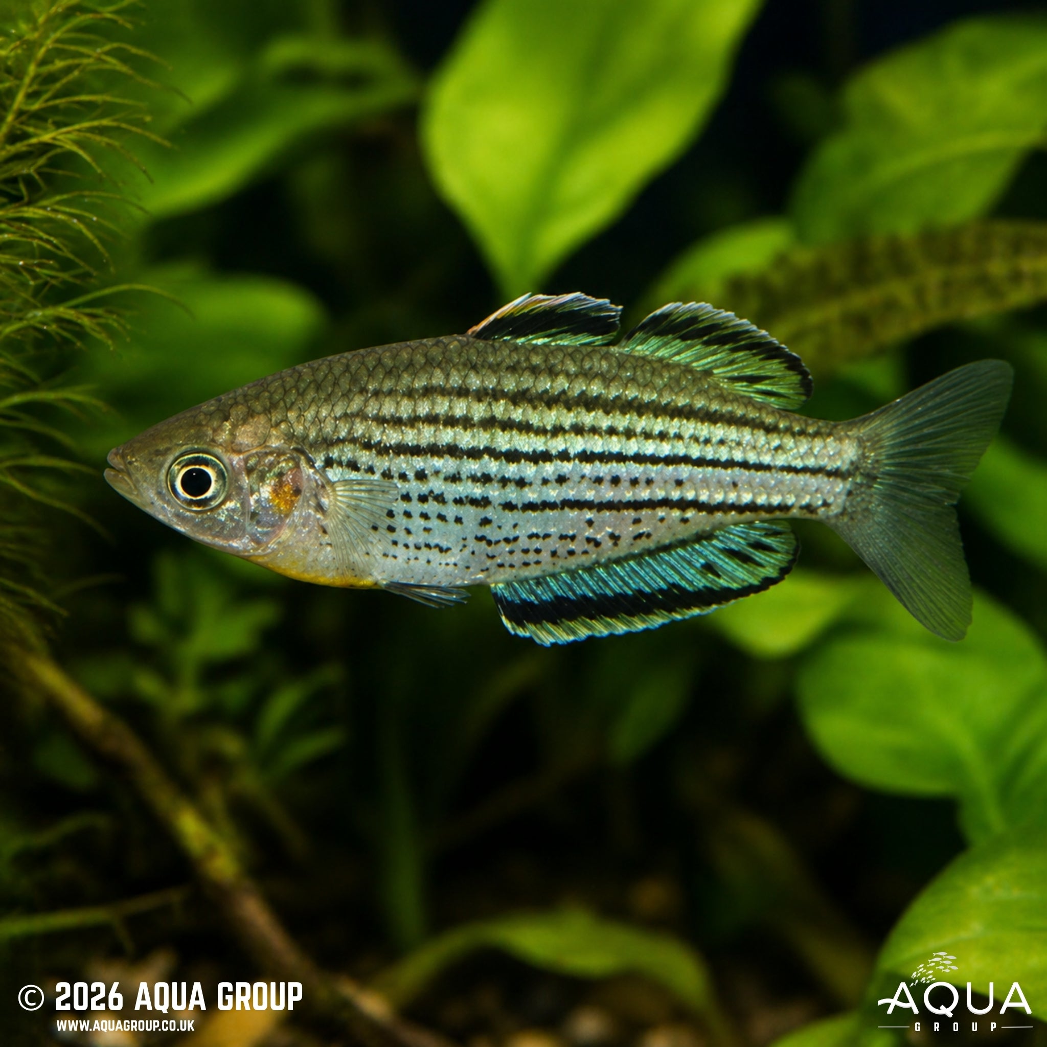 Skull Creek Rainbowfish - Melanotaenia sahulensis "Moa Island"