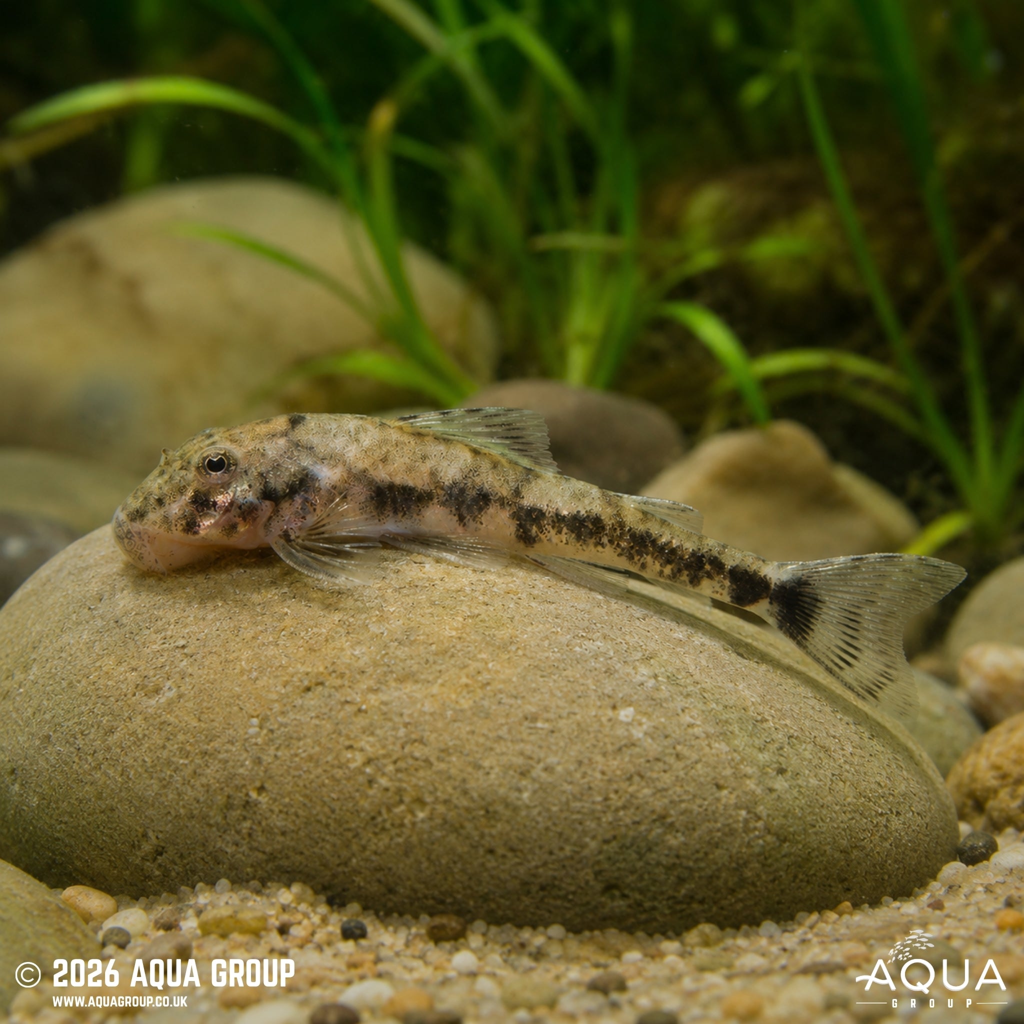 Pitbull Pleco LDA25 - Parotocinclus sp.