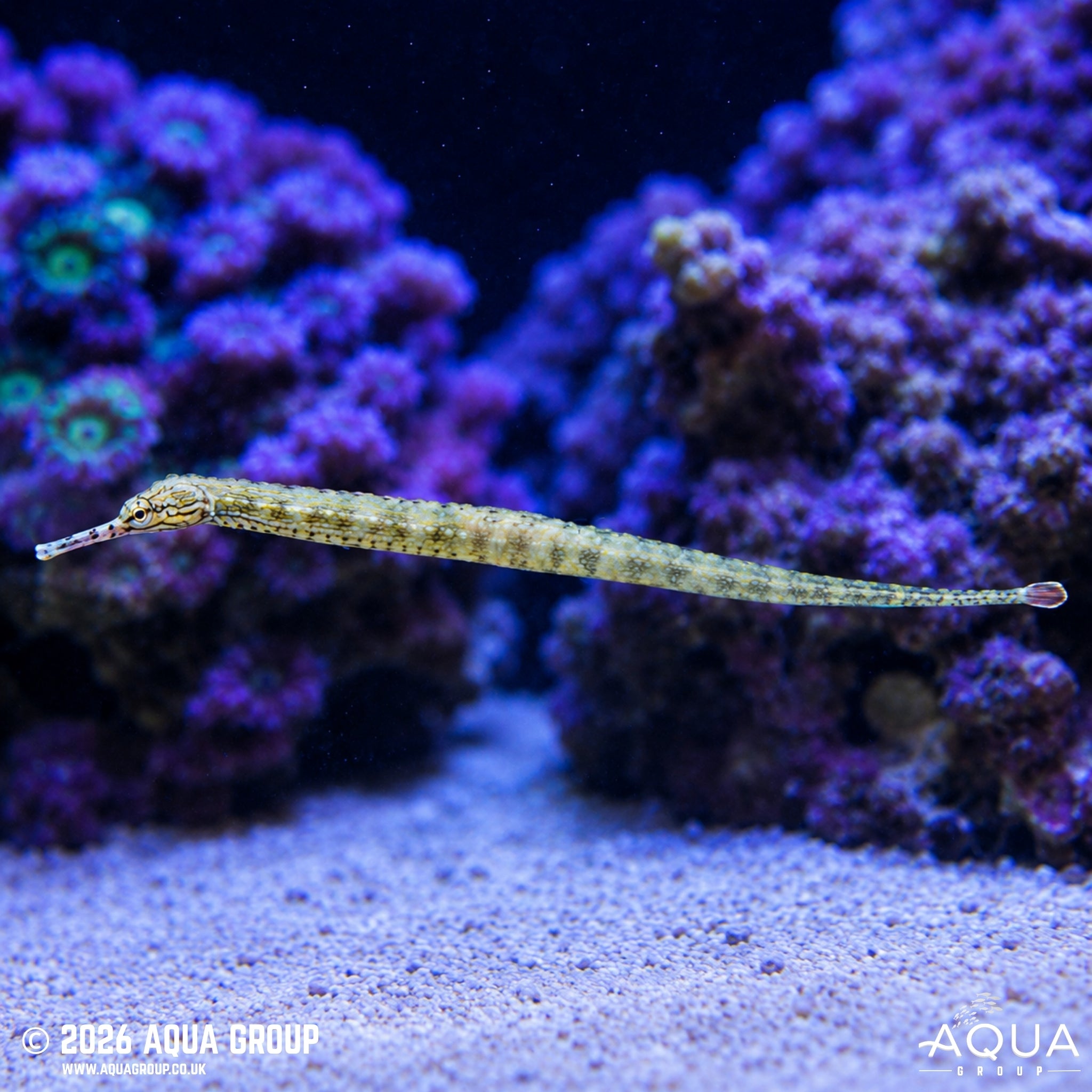 Snake Pipefish - Corythoichthys intestinalis - Aqua Group