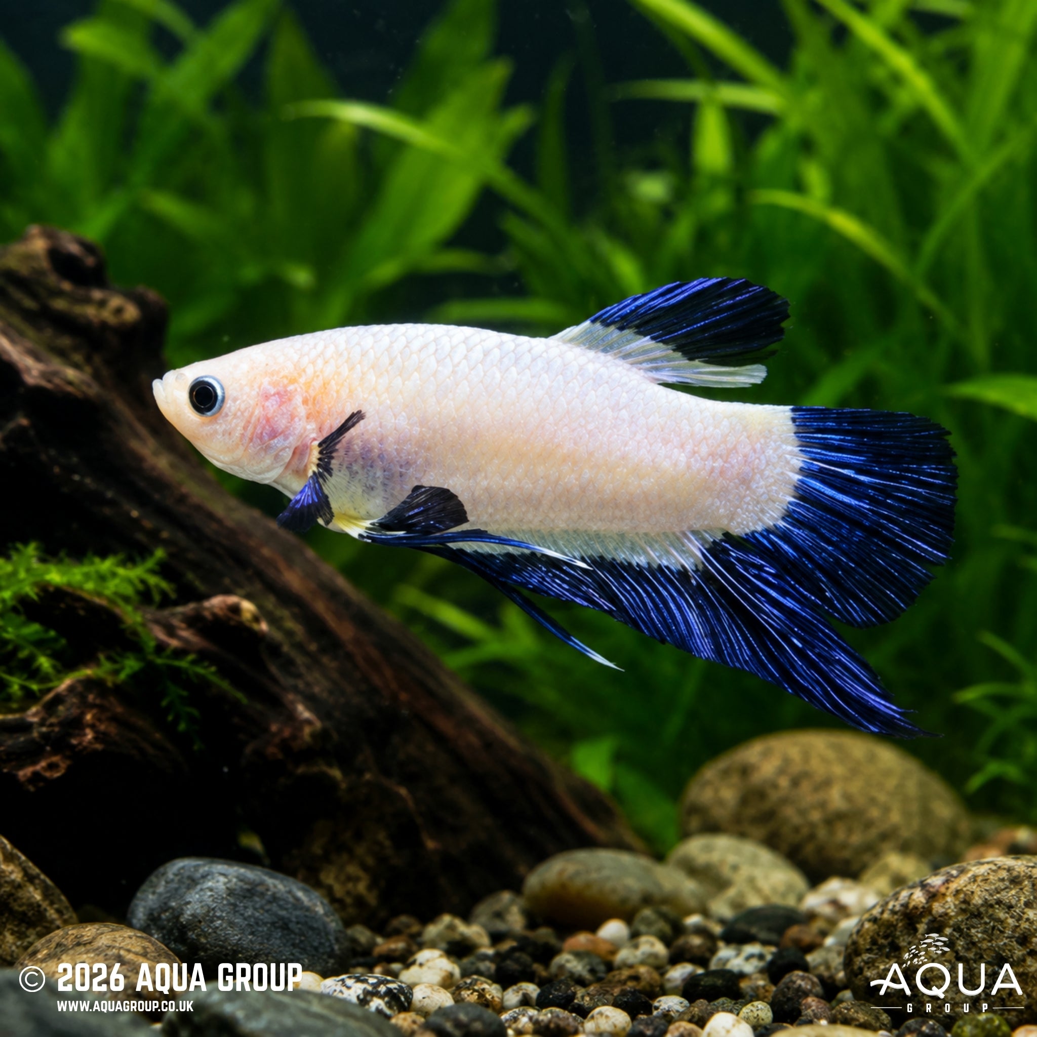 Snow Bluefin Plakat Betta - Betta splendens #3