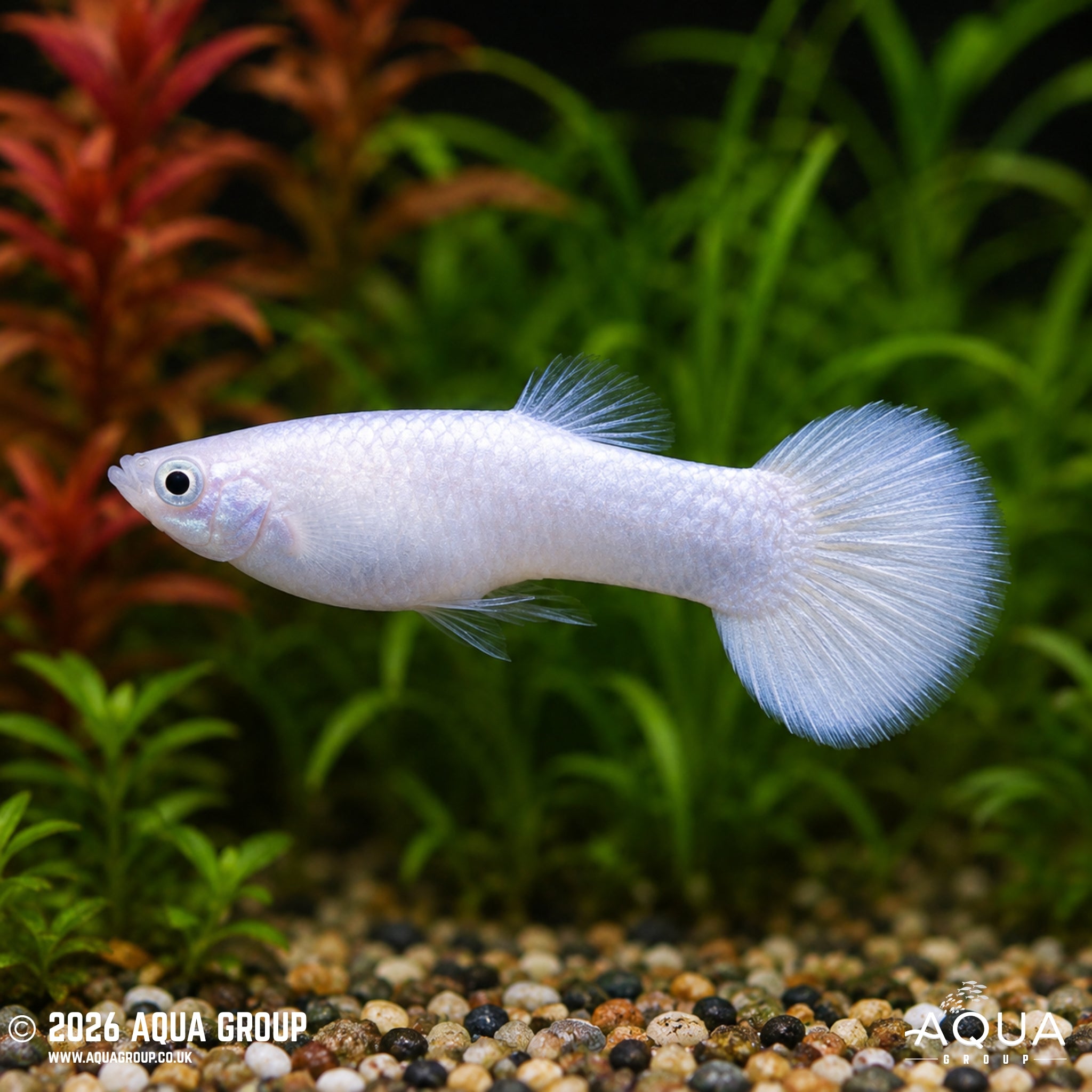 Snow White Guppy – Poecilia reticulata