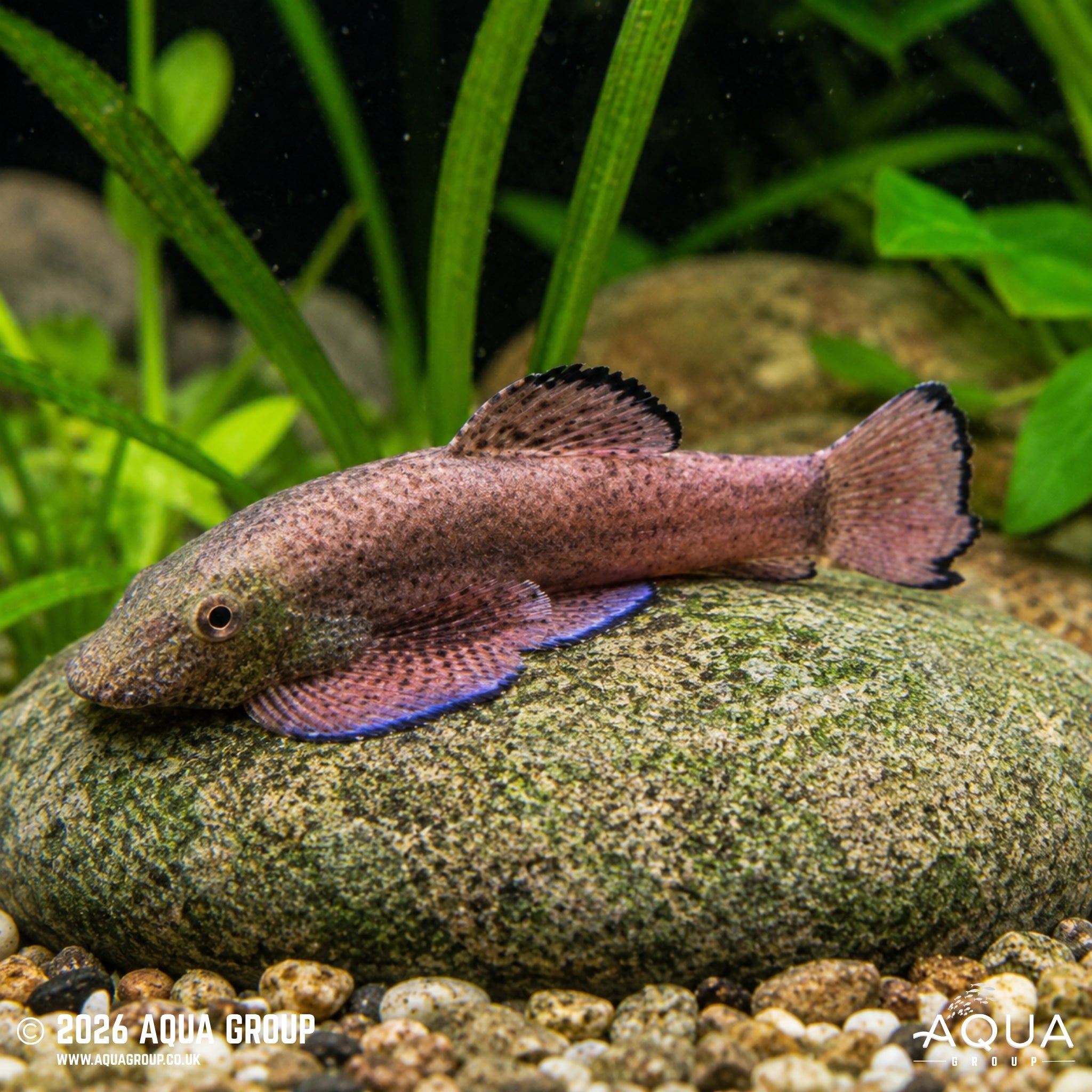 Purple Fin Sucker - Pseudogastromyzon laticeps