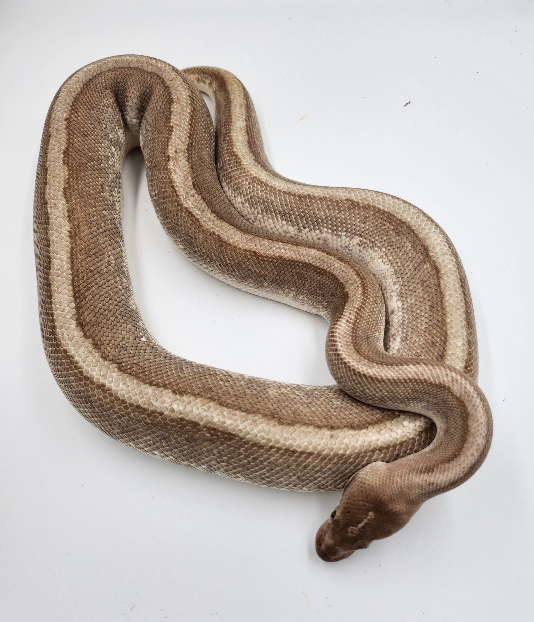 Soul Sucker Royal Python (Female)