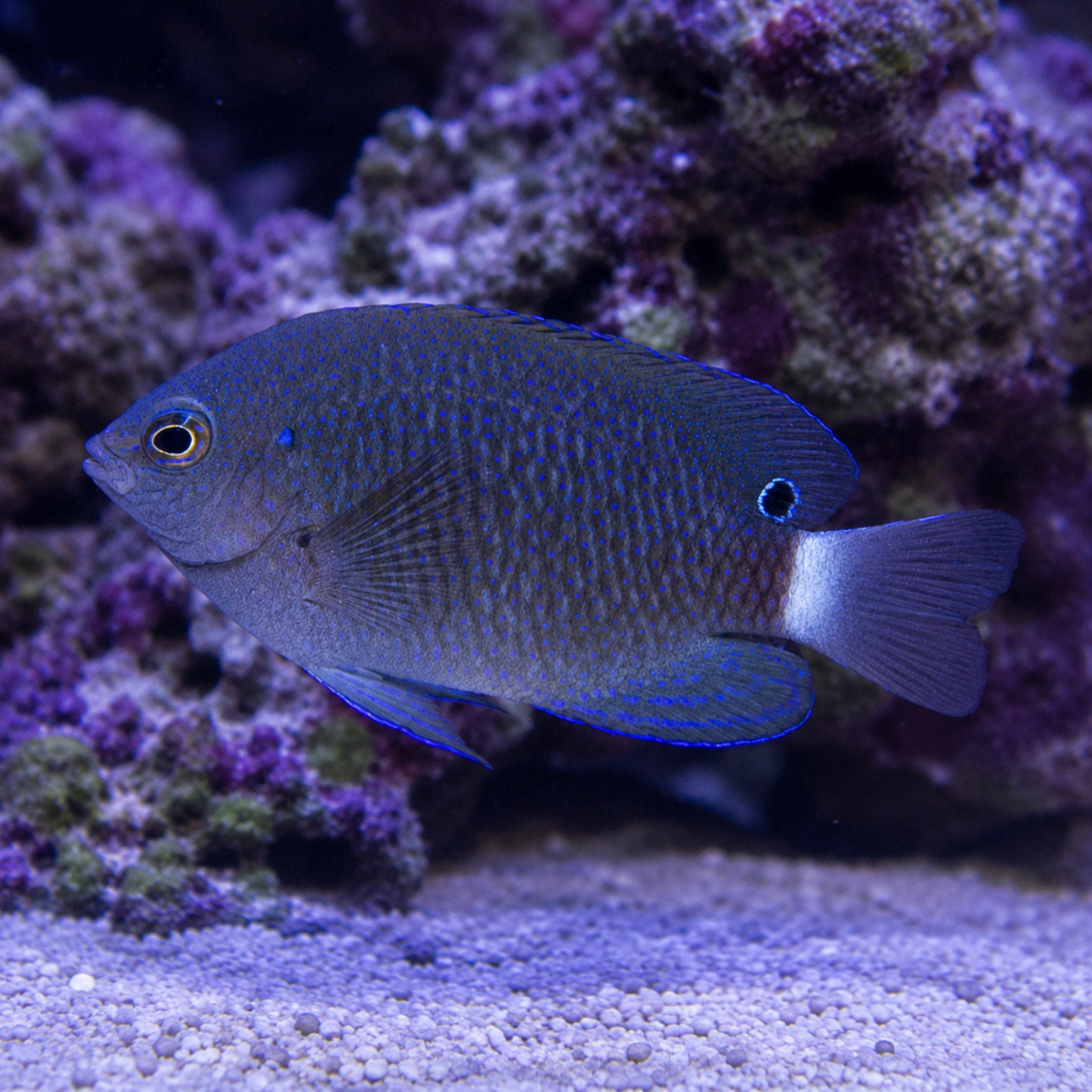Speckled Damsel - Pomacentrus bankanensis