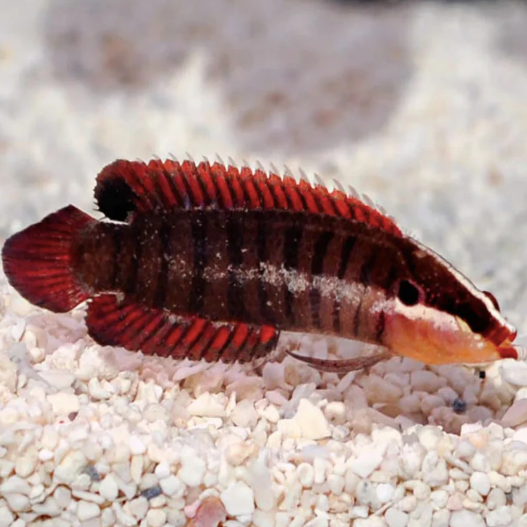 Spiny Finned Basslet