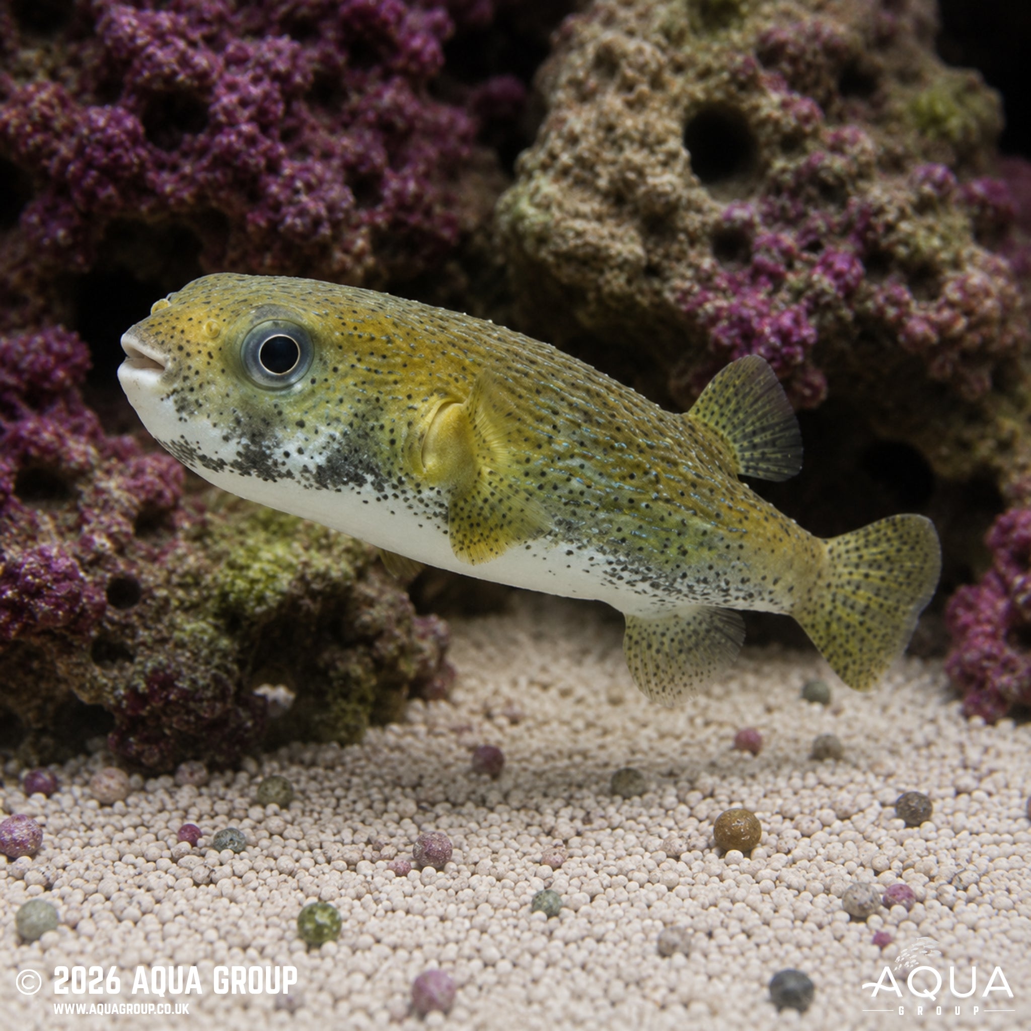 Spot Fin Porcupine Pufferfish - Diodon hystrix