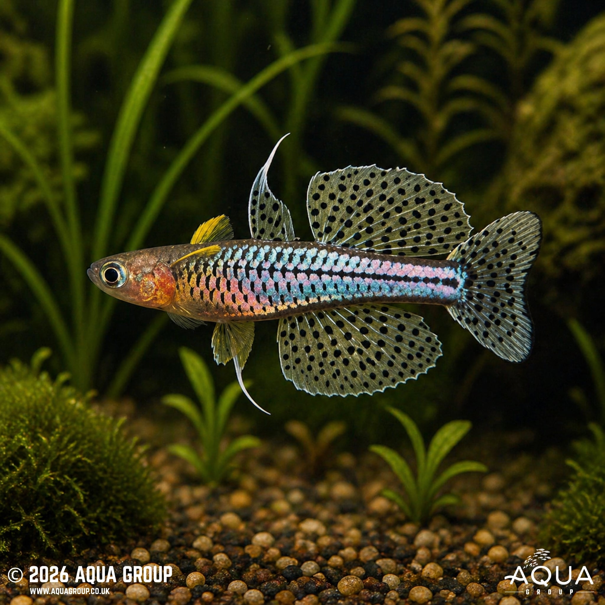 Spotted Blue-Eye Rainbowfish - Pseudomugil gertrudae "Aru IV"