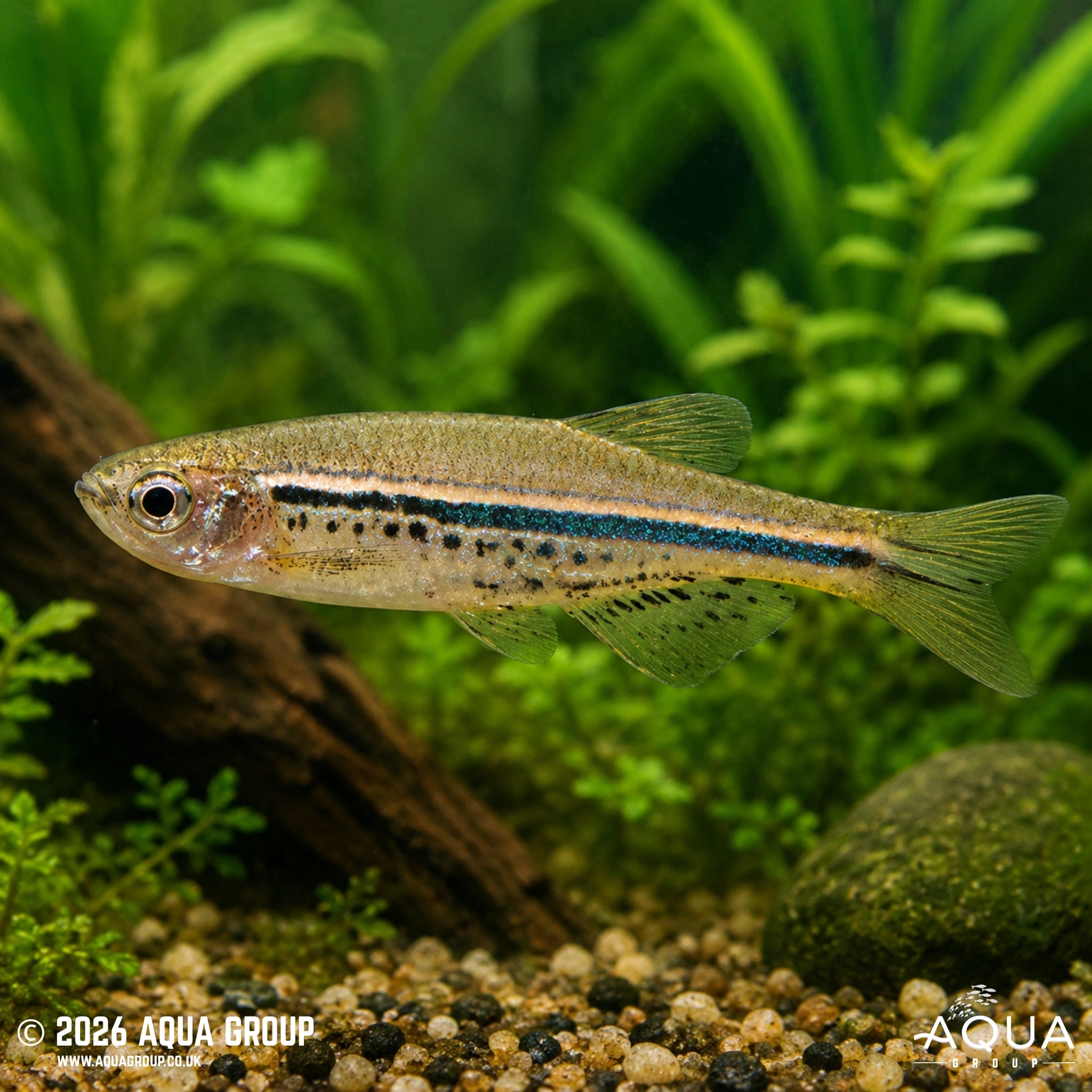 Spotted Danio - Danio nigrofasciatus - Aqua Group