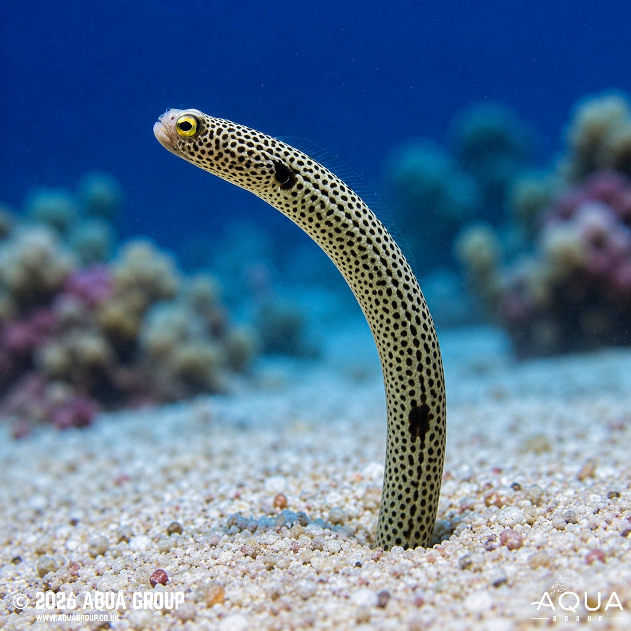 Spotted Garden Eel - Heteroconger hassi - Aqua Group