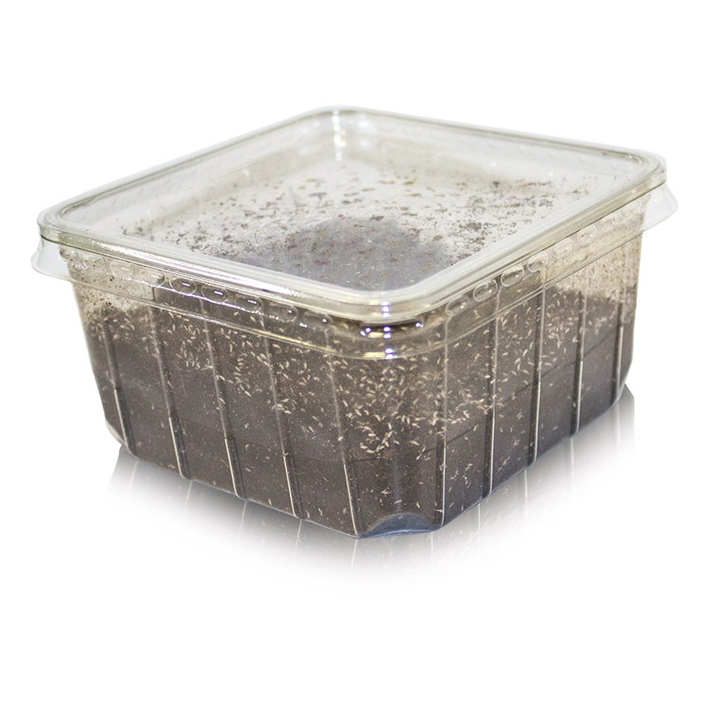 Springtails Pre-Pack