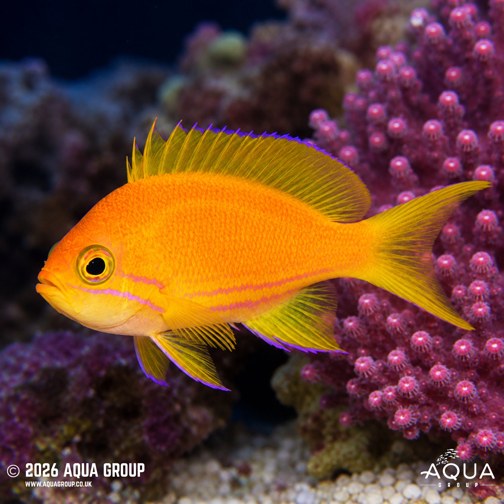 Square Anthias - Pseudanthias pleurotaenia