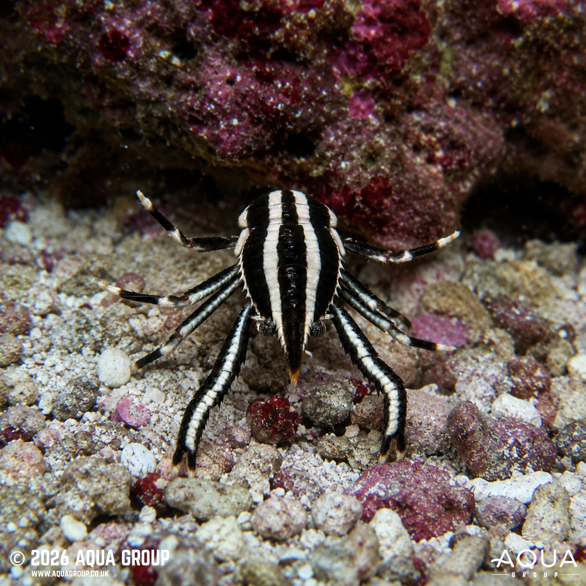 Squat Lobster - Allogalathea elegans - Aqua Group