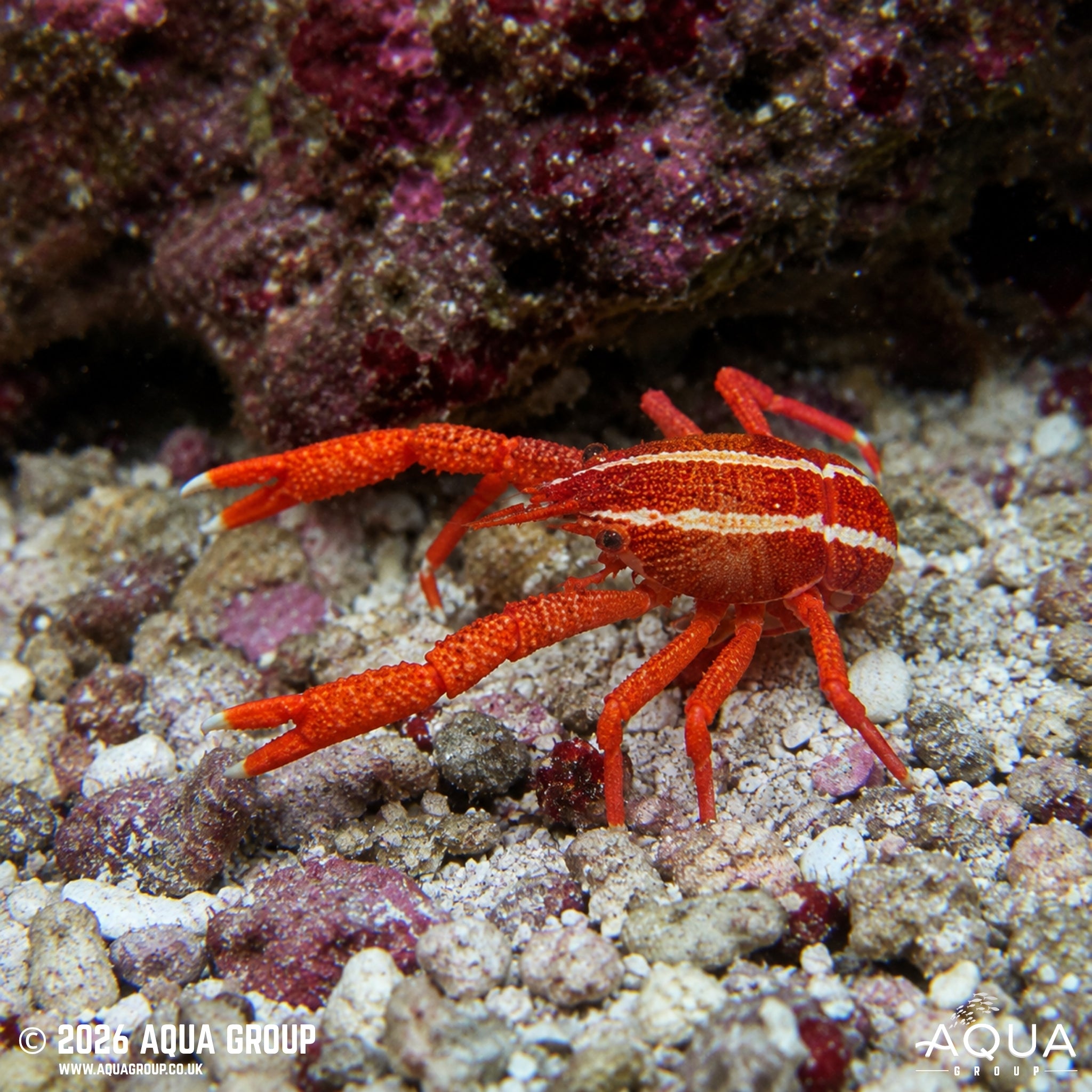 Squat Lobster - Allogalathea elegans - Aqua Group