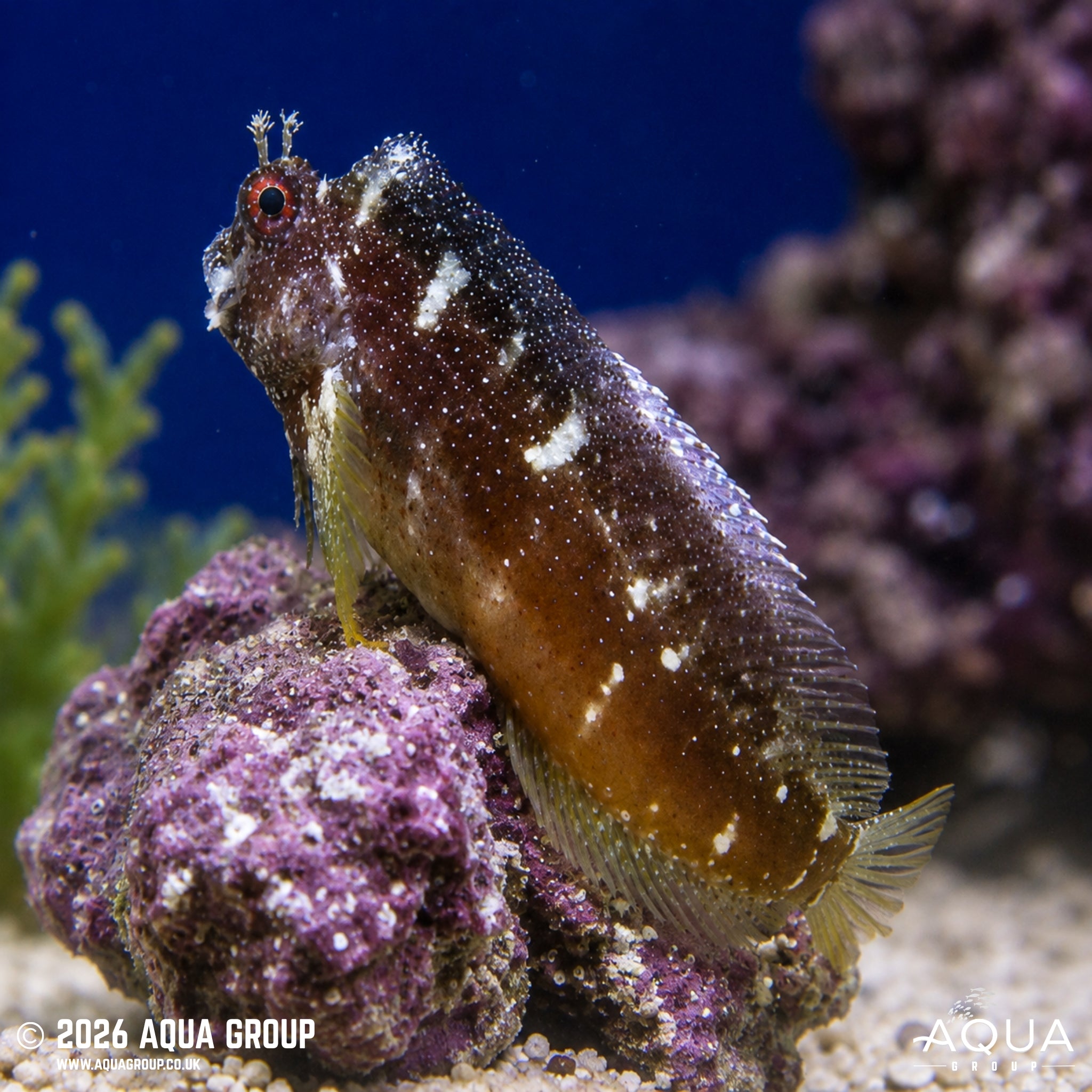Starry Algae Blenny - Salarias ramosus