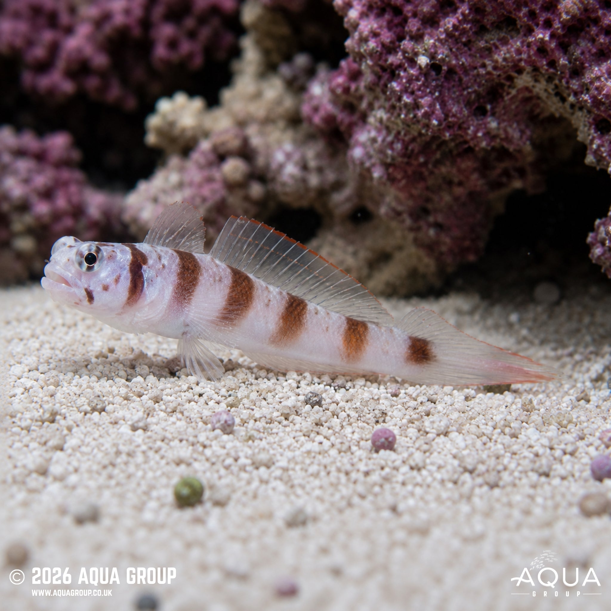 Steinitz’s Prawn Goby - Amblyeleotris steinitzi