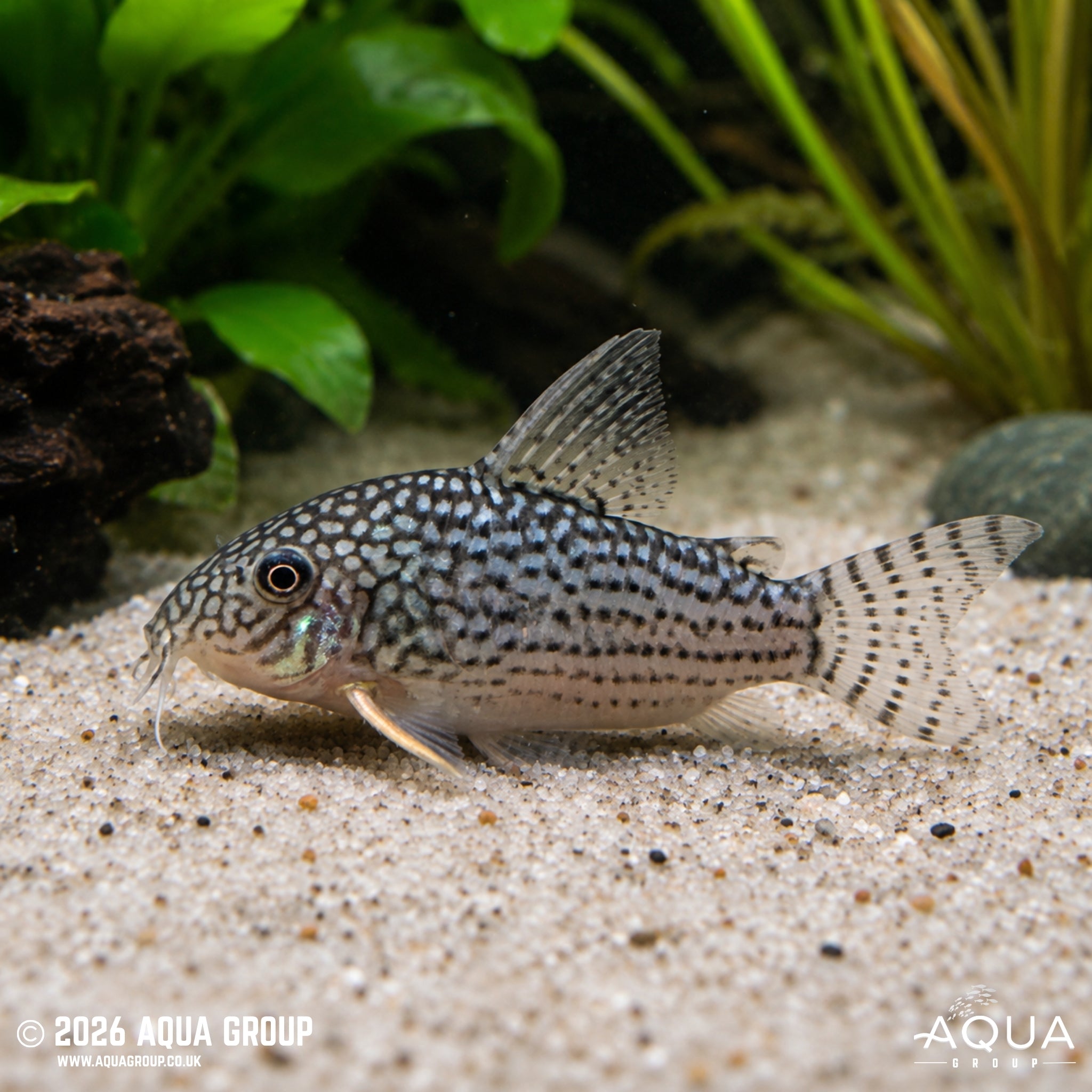 Sterbai Cory - Hoplisoma sterbai