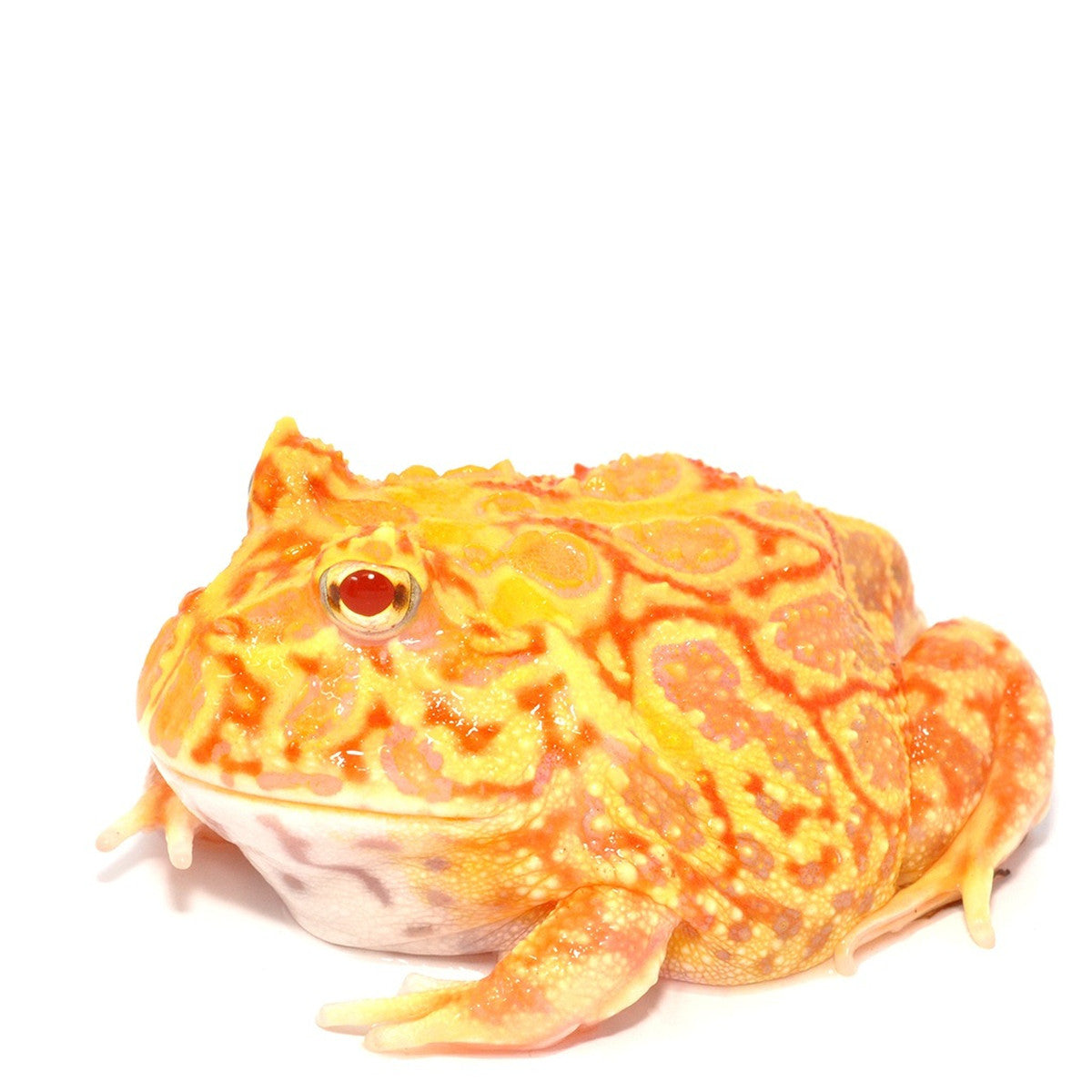 Strawberry Argentinian Horned Frog