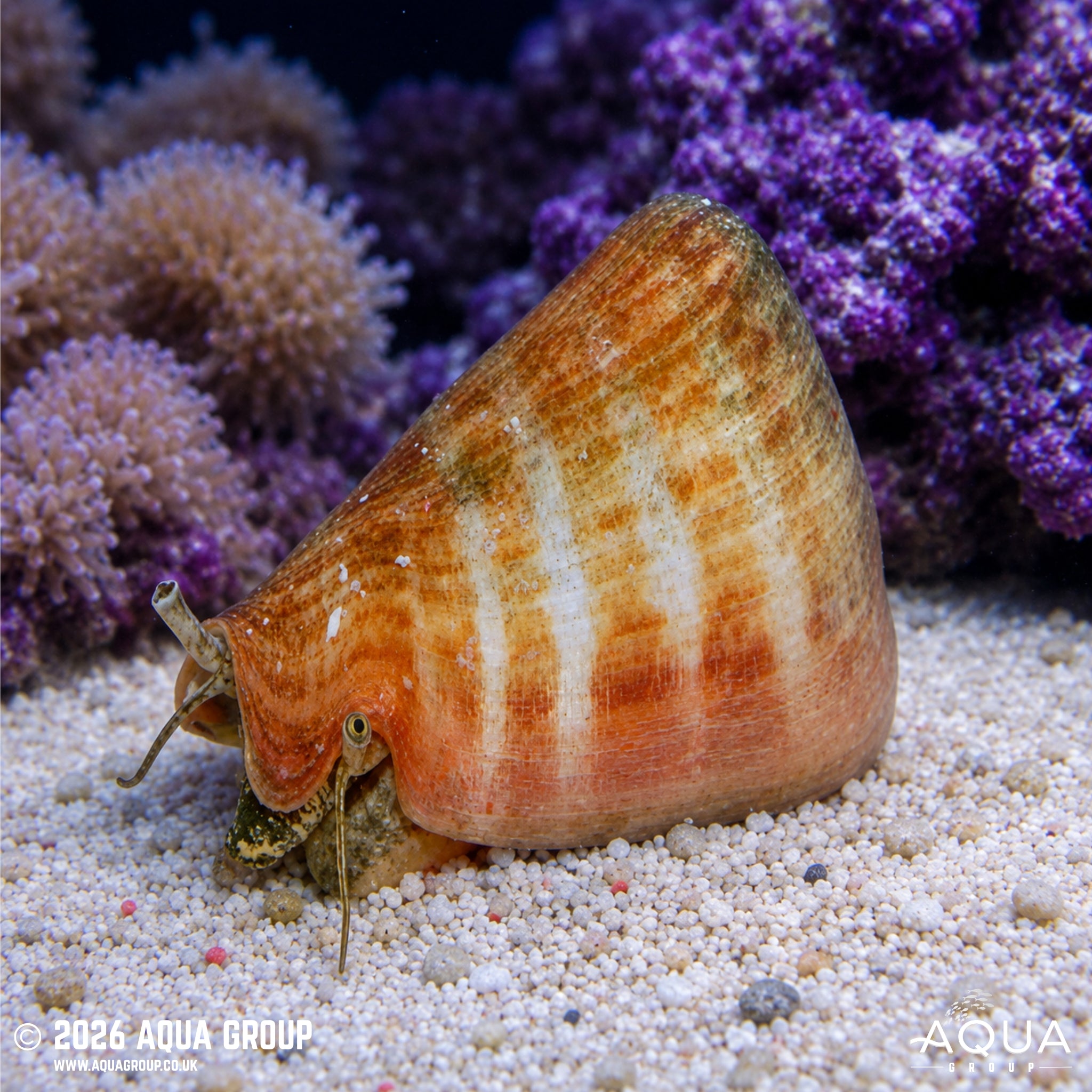 Strawberry Conch - Strombus luhuanus - Aqua Group