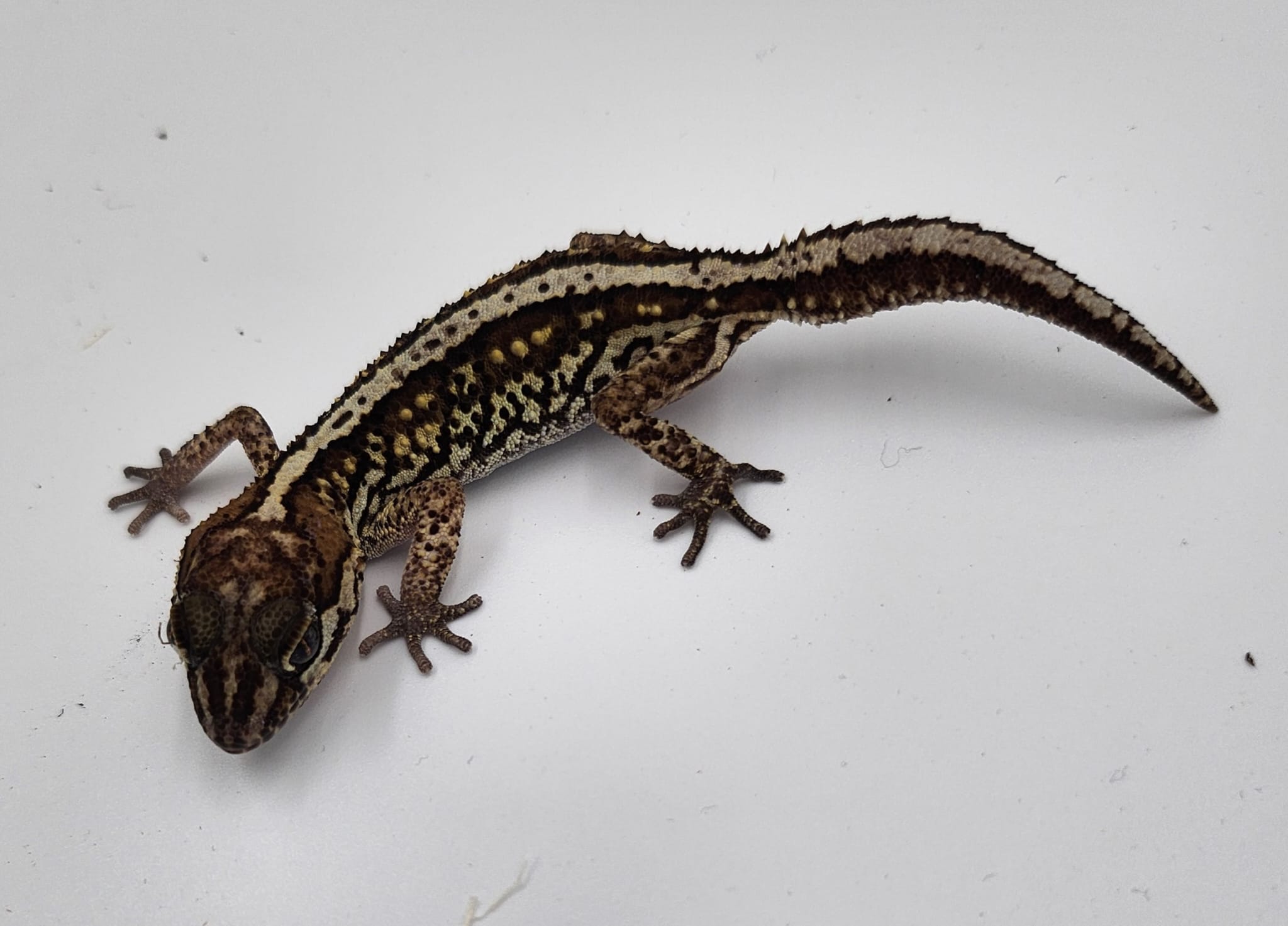 Striped Normal Het Amel Pictus Gecko-Female