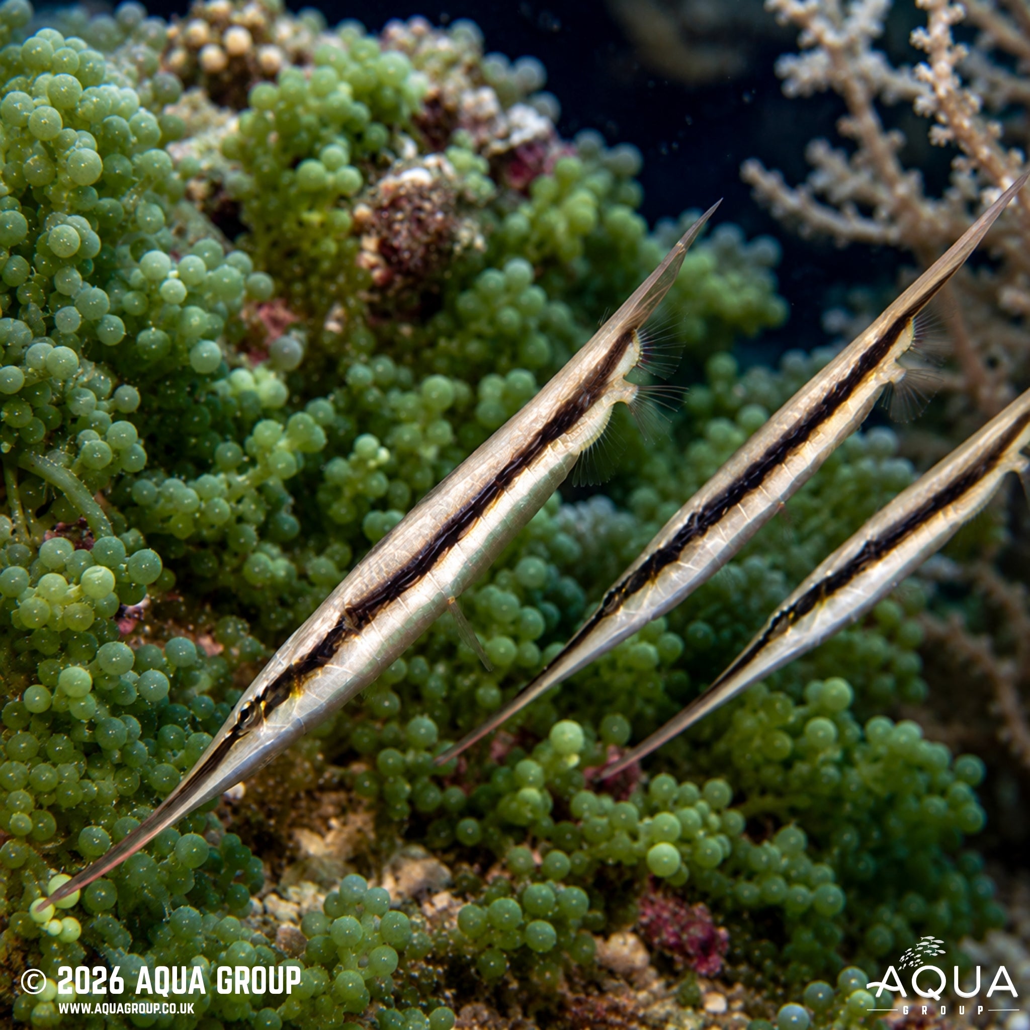 Striped Shrimpfish - Aeoliscus strigatus - Aqua Group