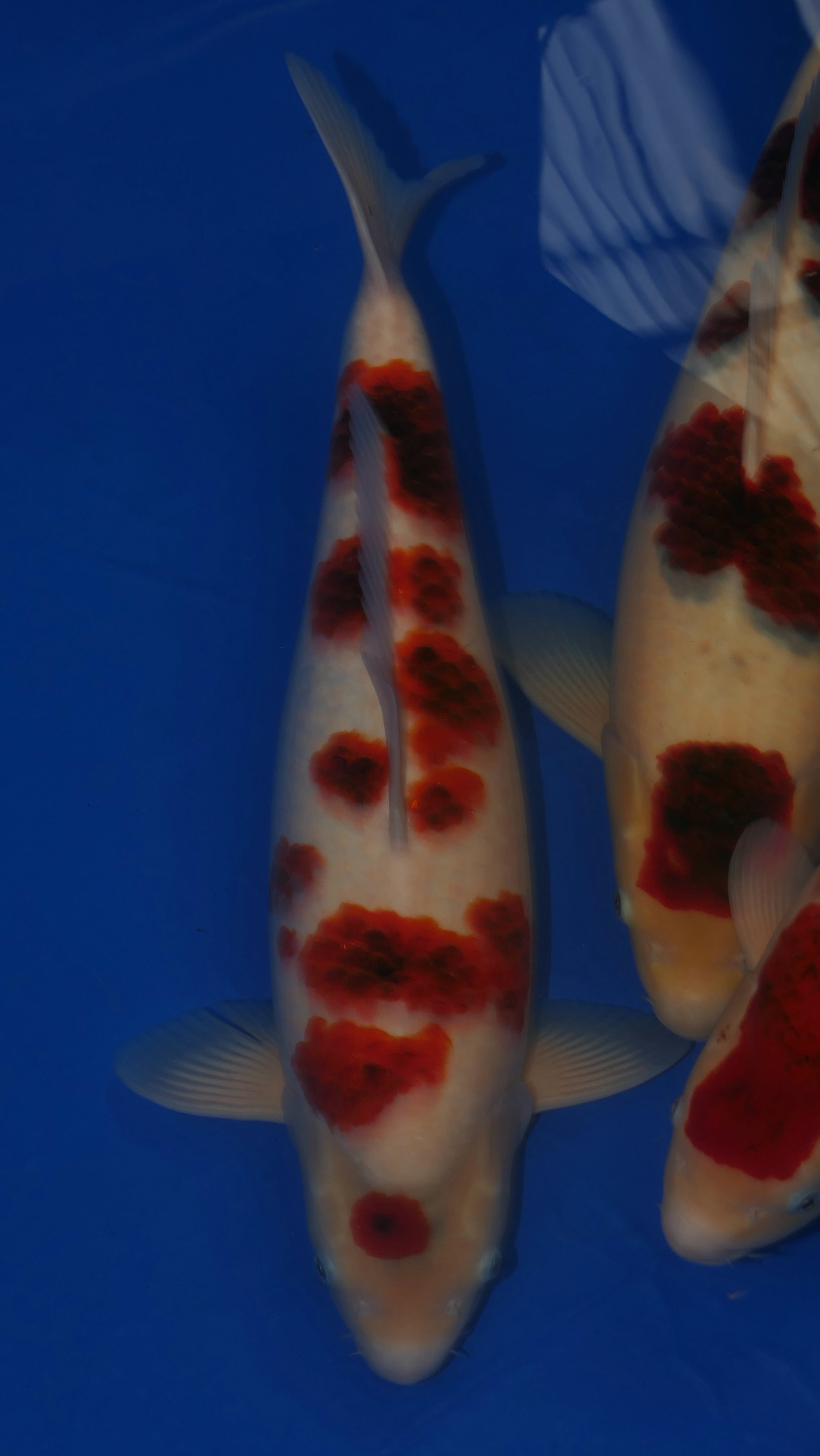 Goromo - Suetsugu - Nisai - #01