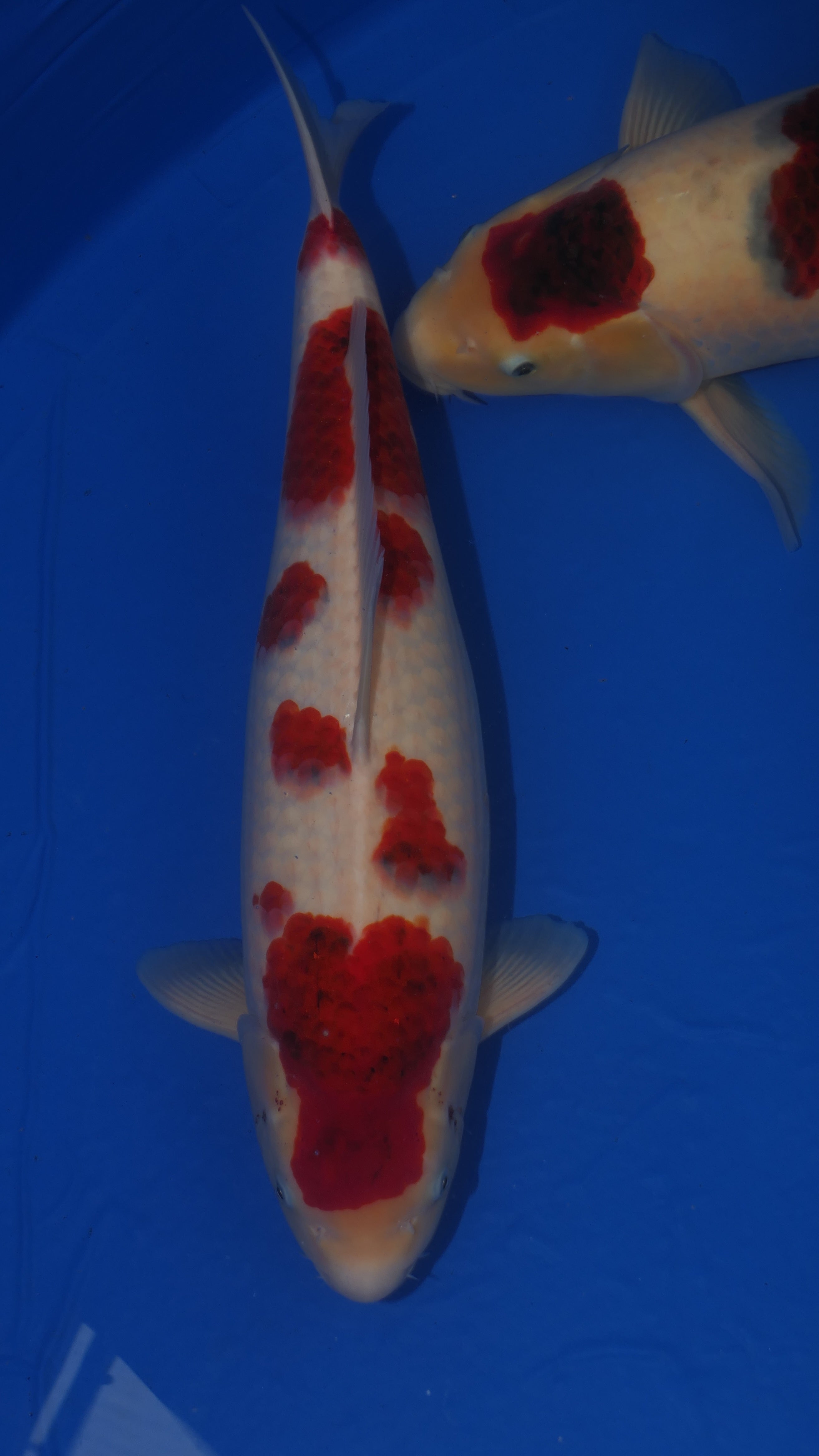 Goromo - Suetsugu - Nisai - #02