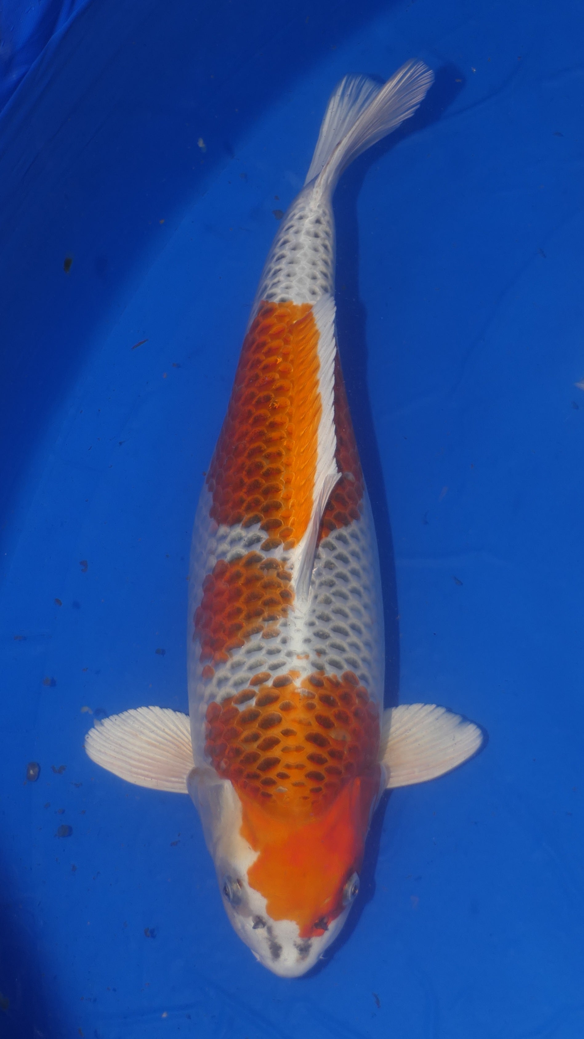 Kujaku - Suetsugu - Nisai - #01