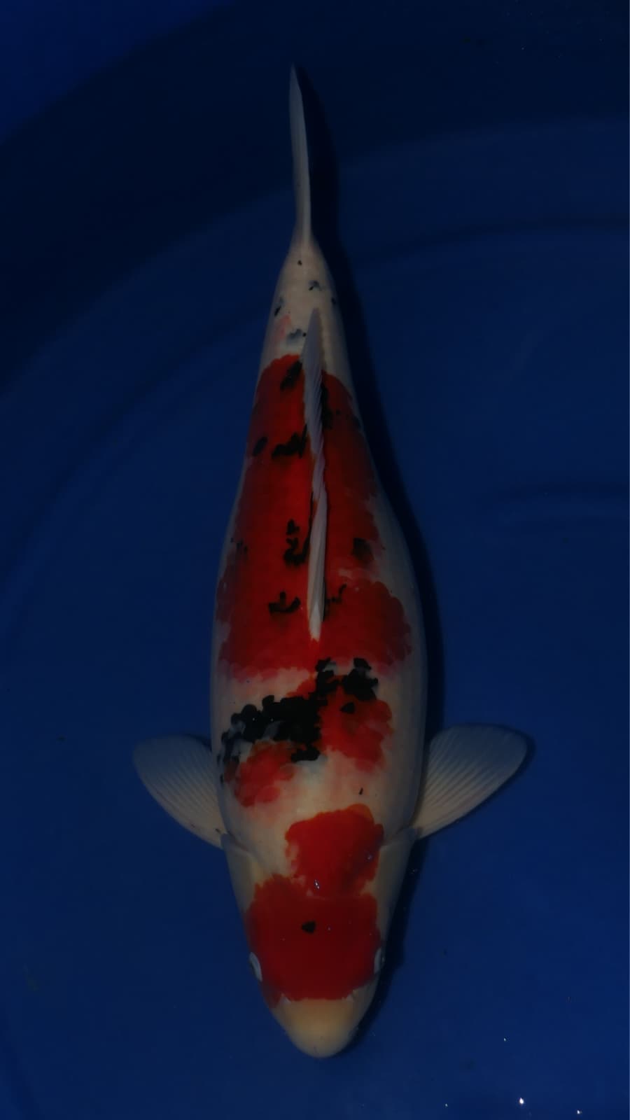 Sanke - Suetsugu - Nisai - #01