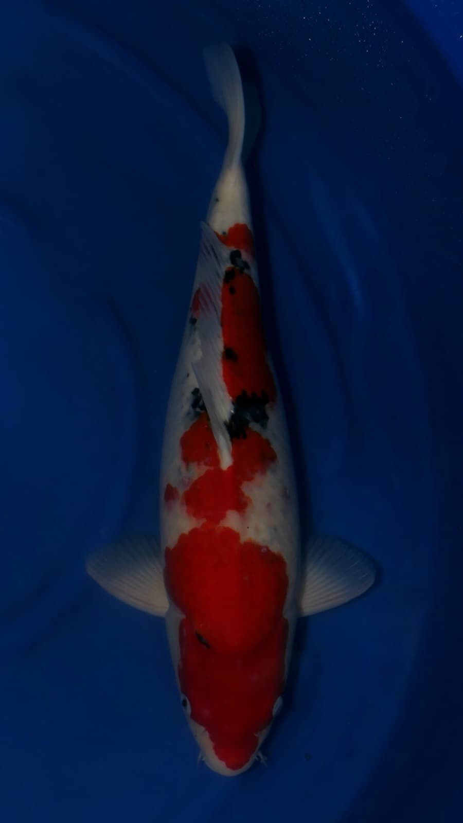 Sanke - Suetsugu - Nisai - #02