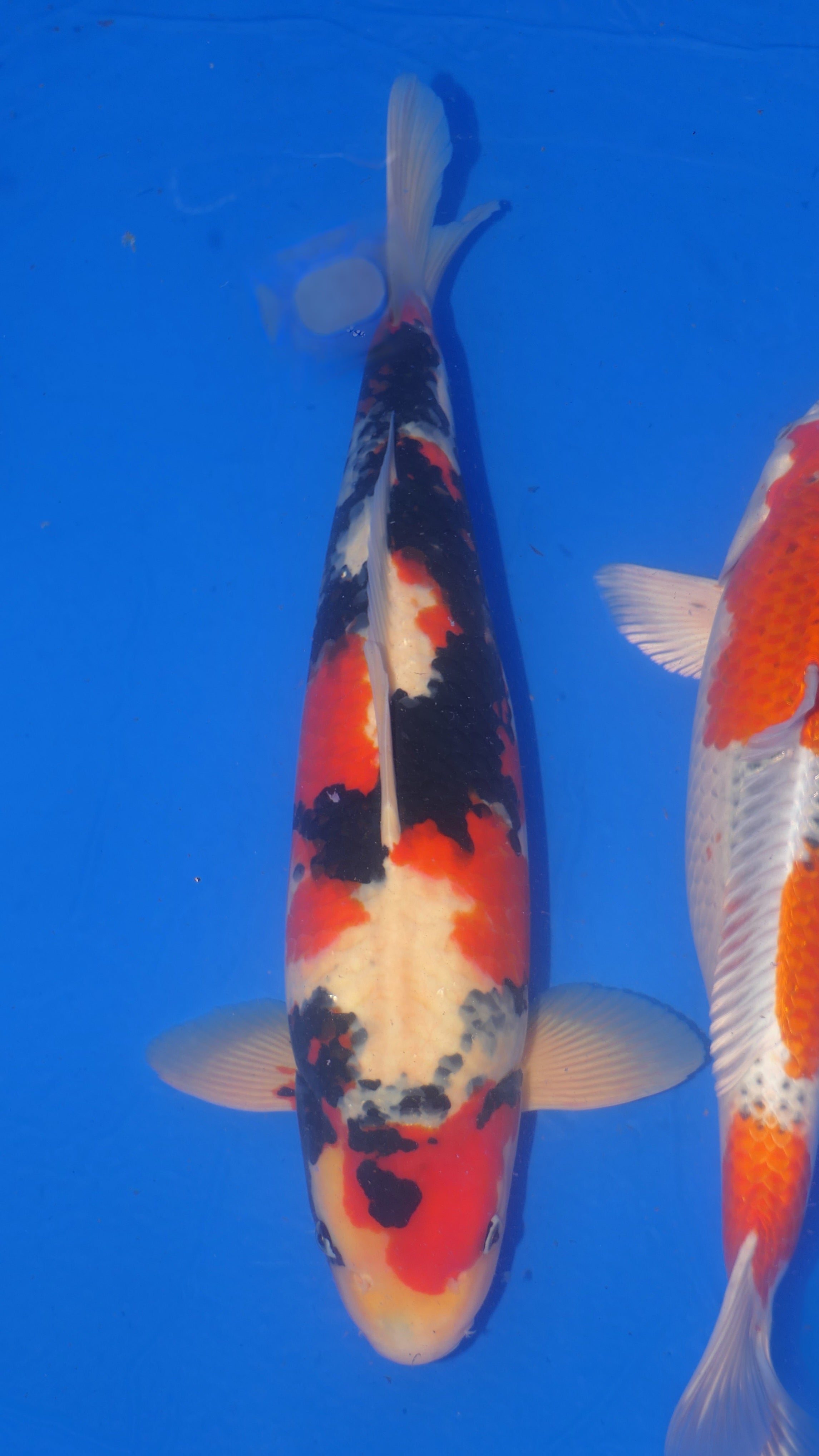 Showa - Suetsugu - Nisai - #01