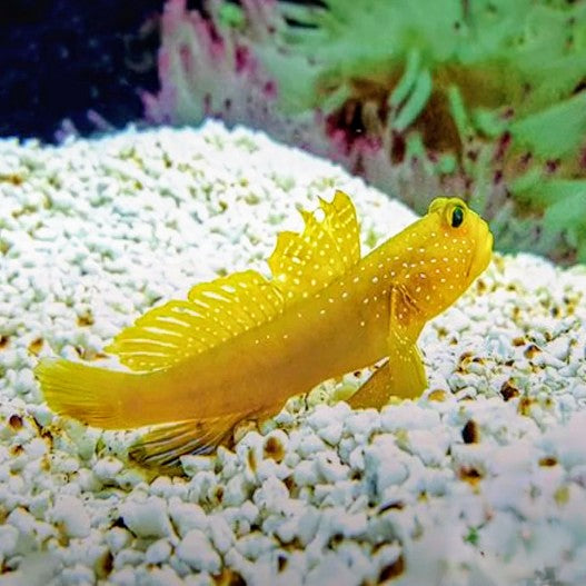 Sulphur Goby