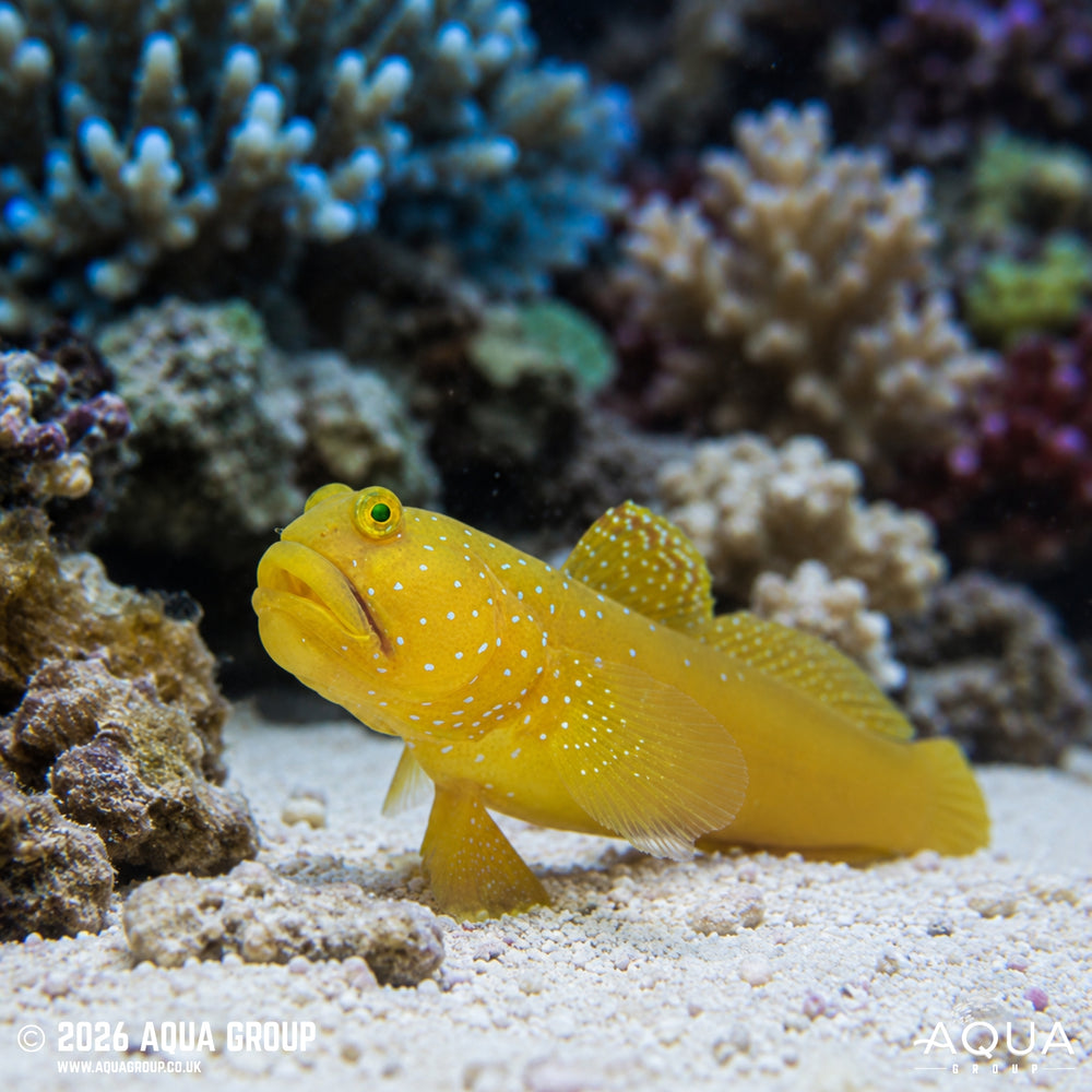 Sulphur Goby - Cryptocentrus cinctus