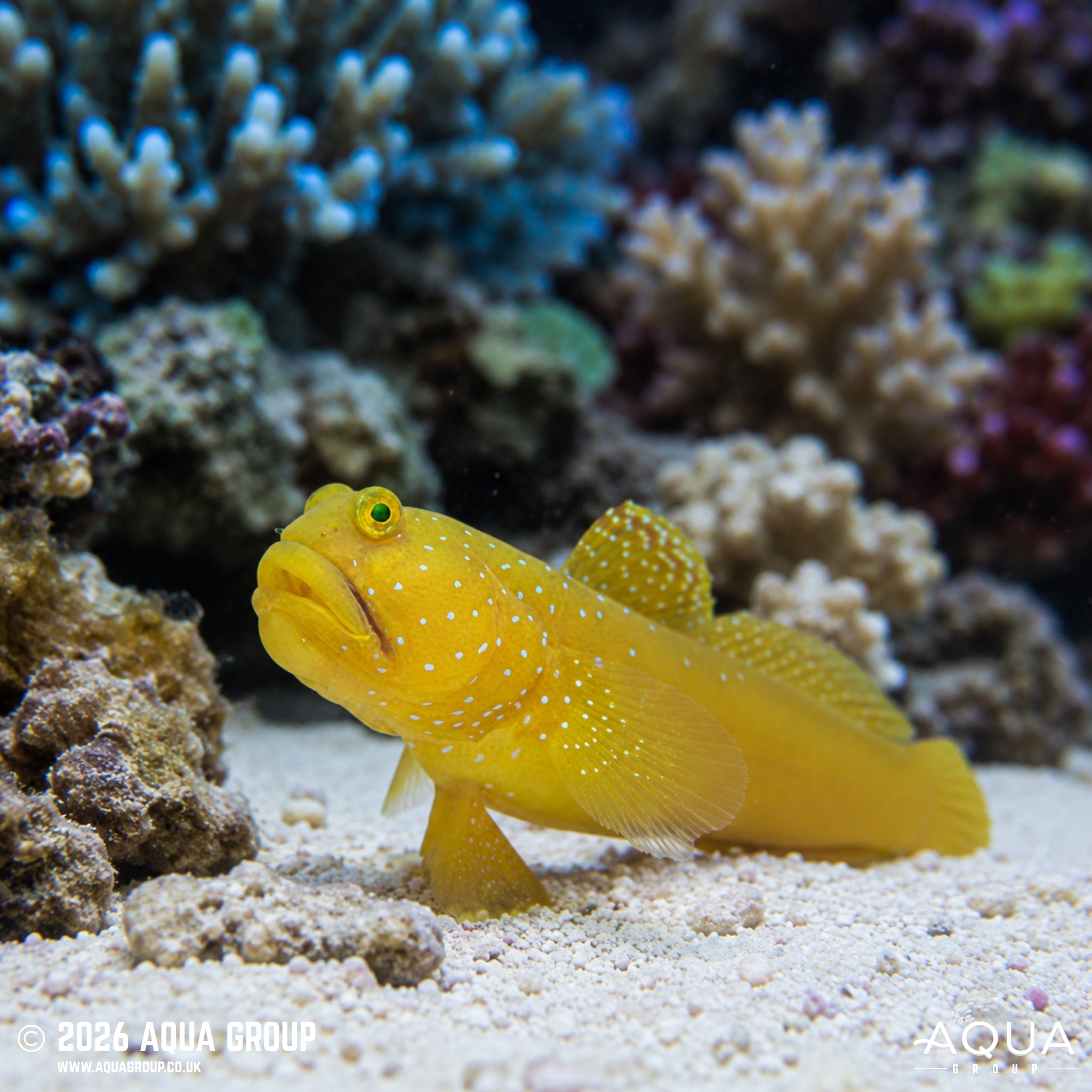 Sulphur Goby - Cryptocentrus cinctus - Aqua Group