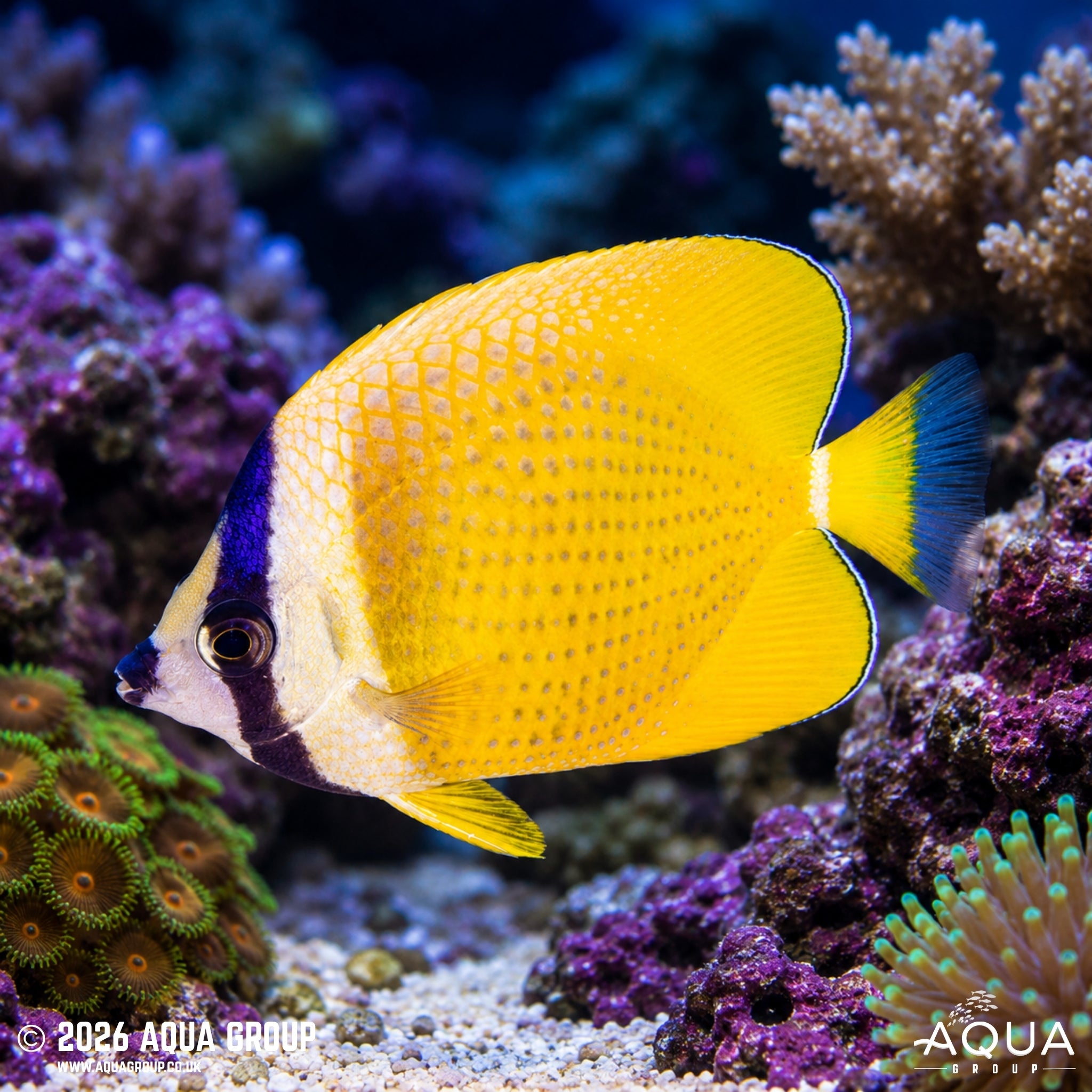 Sunburst Butterfly - Chaetodon Kleinii