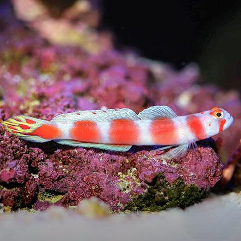 Suntail Goby