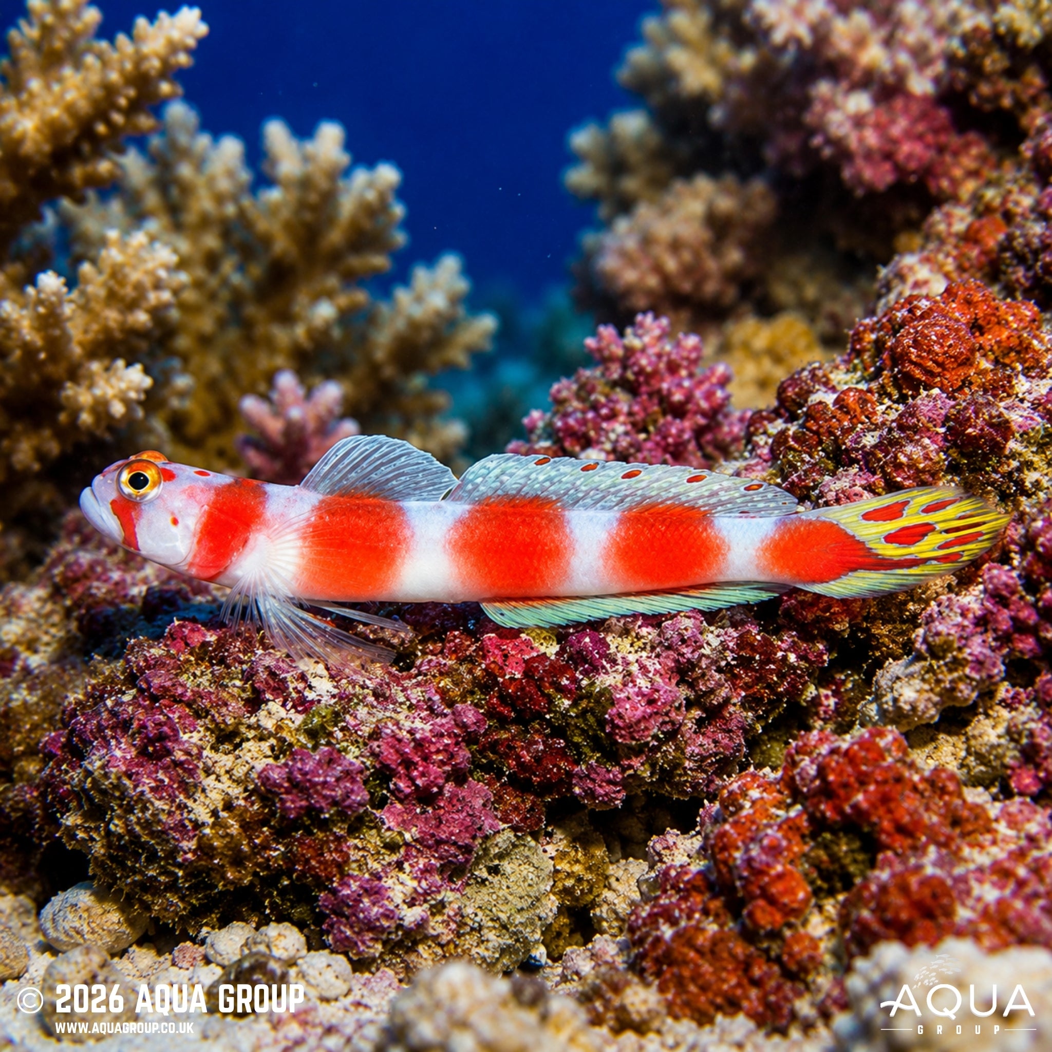 Suntail Goby - Ambyeleotris aurora - Aqua Group